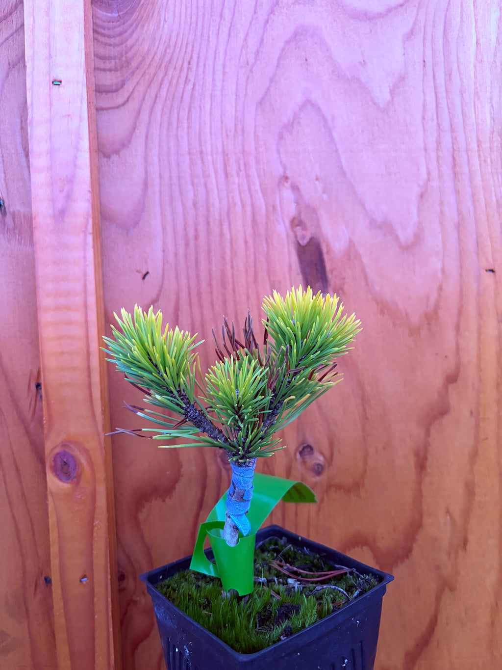 Carsten’s Wintergold Mugo Pine