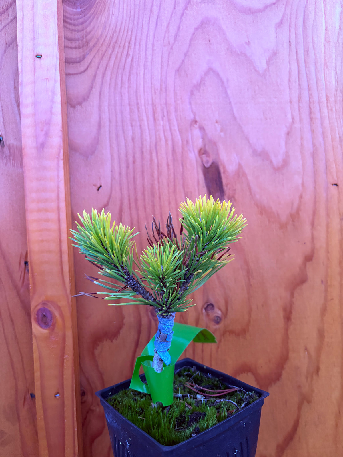 Carsten’s Wintergold Mugo Pine