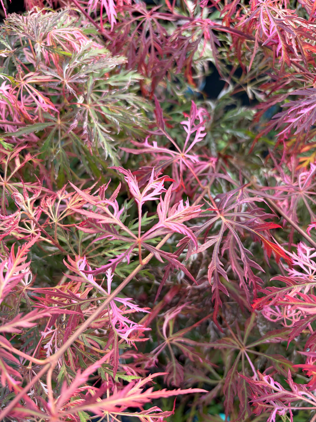 Acer Palmatum ‘Hana Matoi’