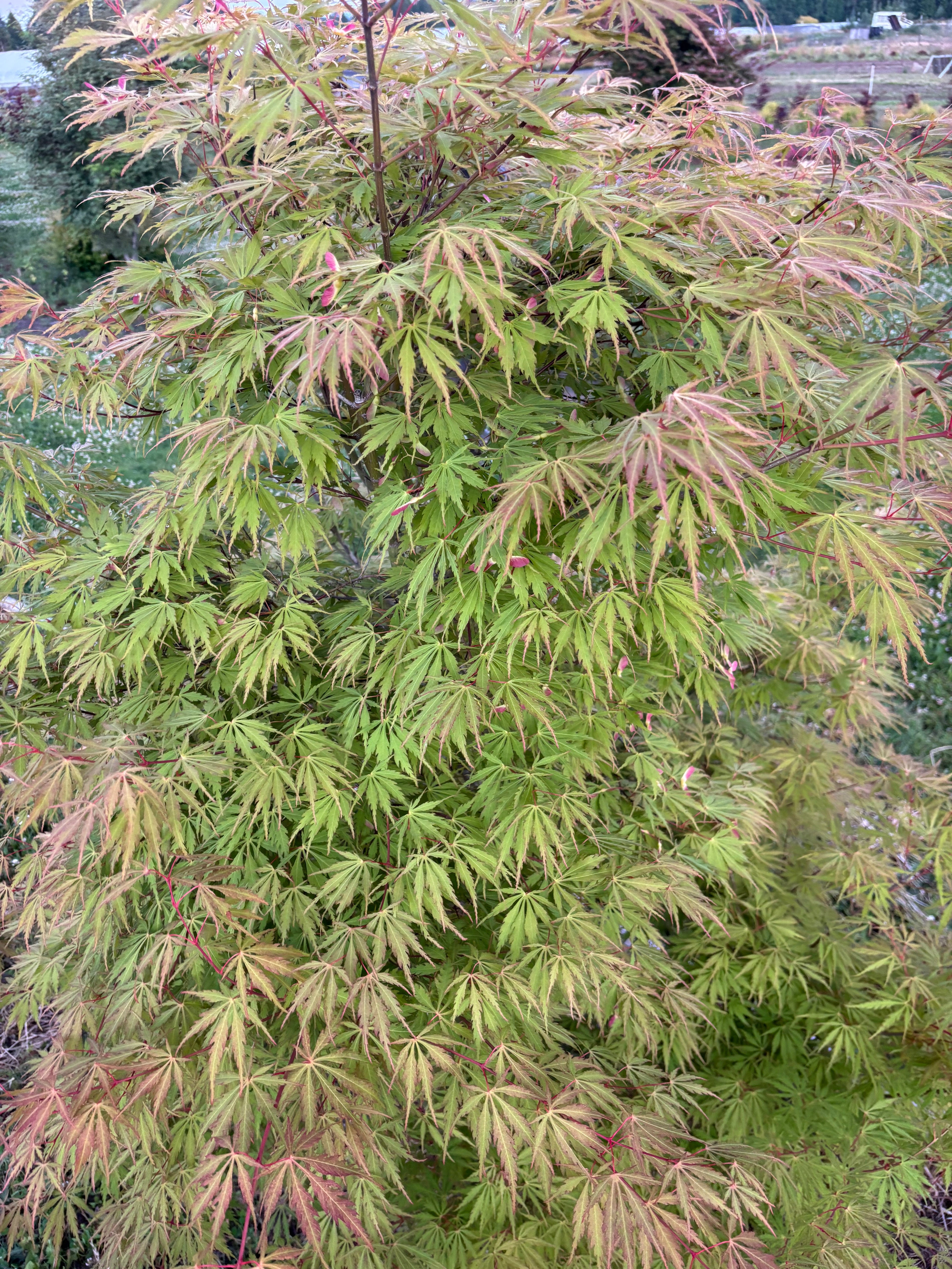 Acer Palmatum ‘Van Essen Gold’