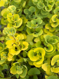 Ginkgo Biloba ‘Beijing Gold’