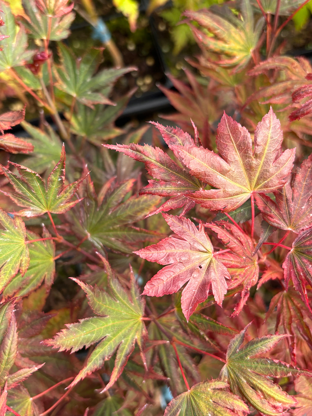 Acer Palmatum X ‘Purple Curl’