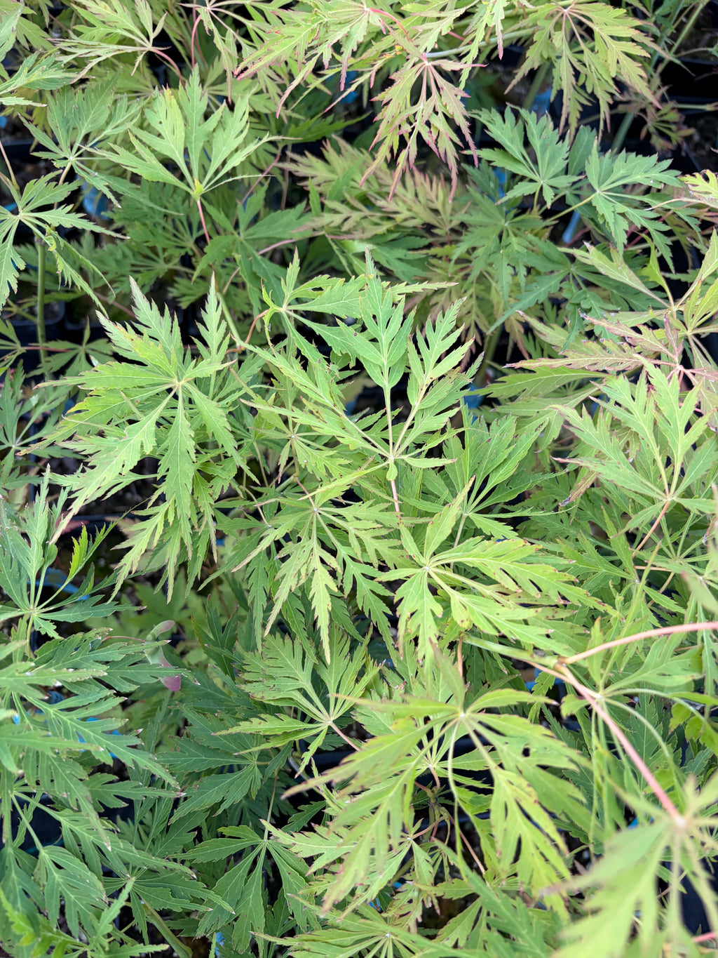 Acer Palmatum ‘Germaine’s Gyration’