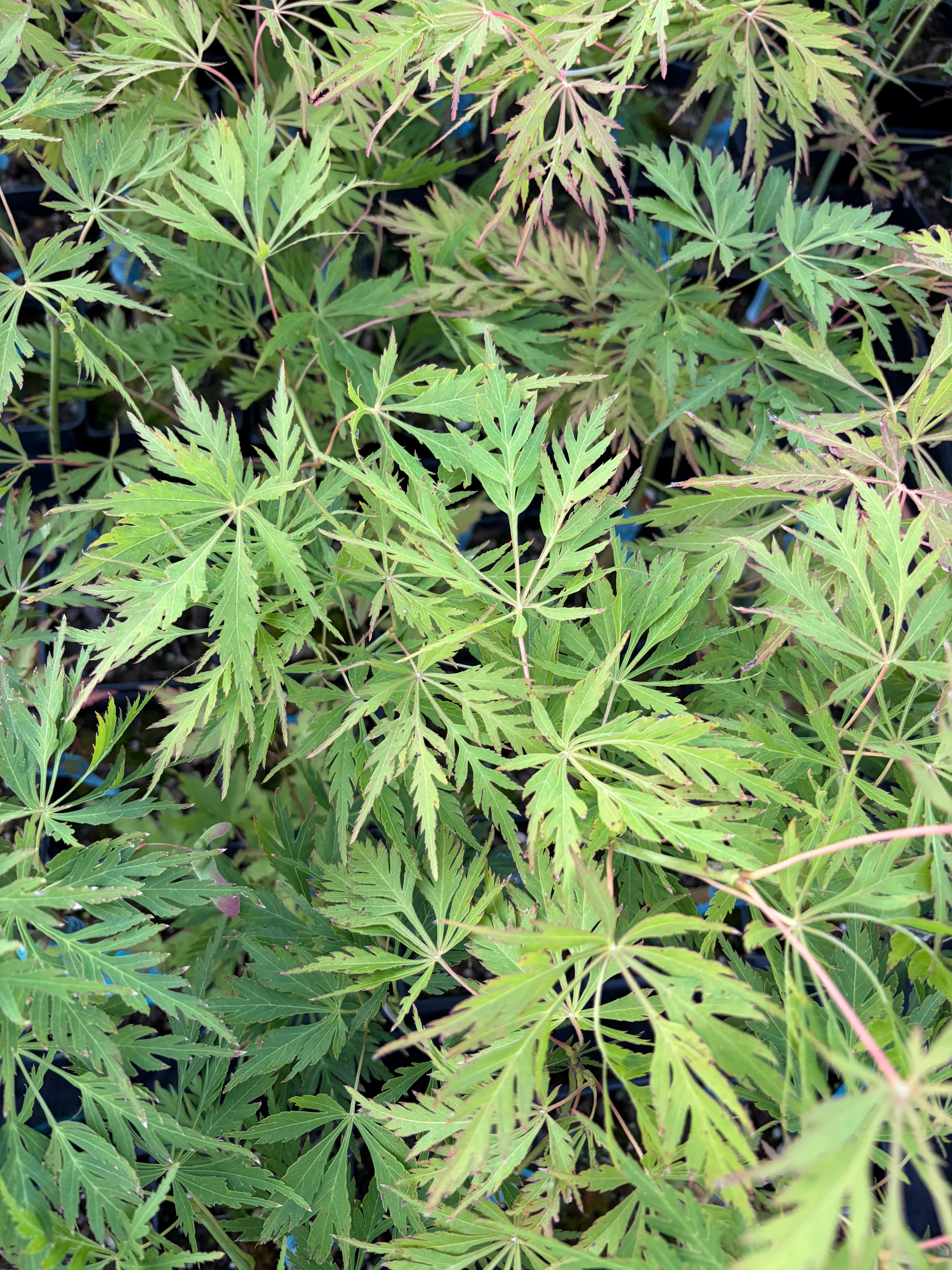 Acer Palmatum ‘Germaine’s Gyration’