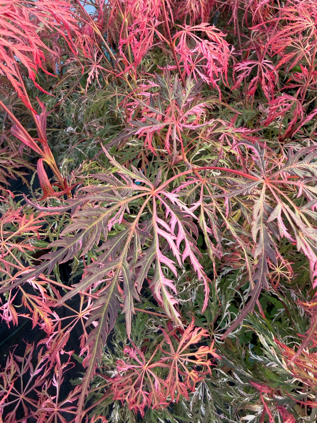 Acer Palmatum ‘Hana Matoi’