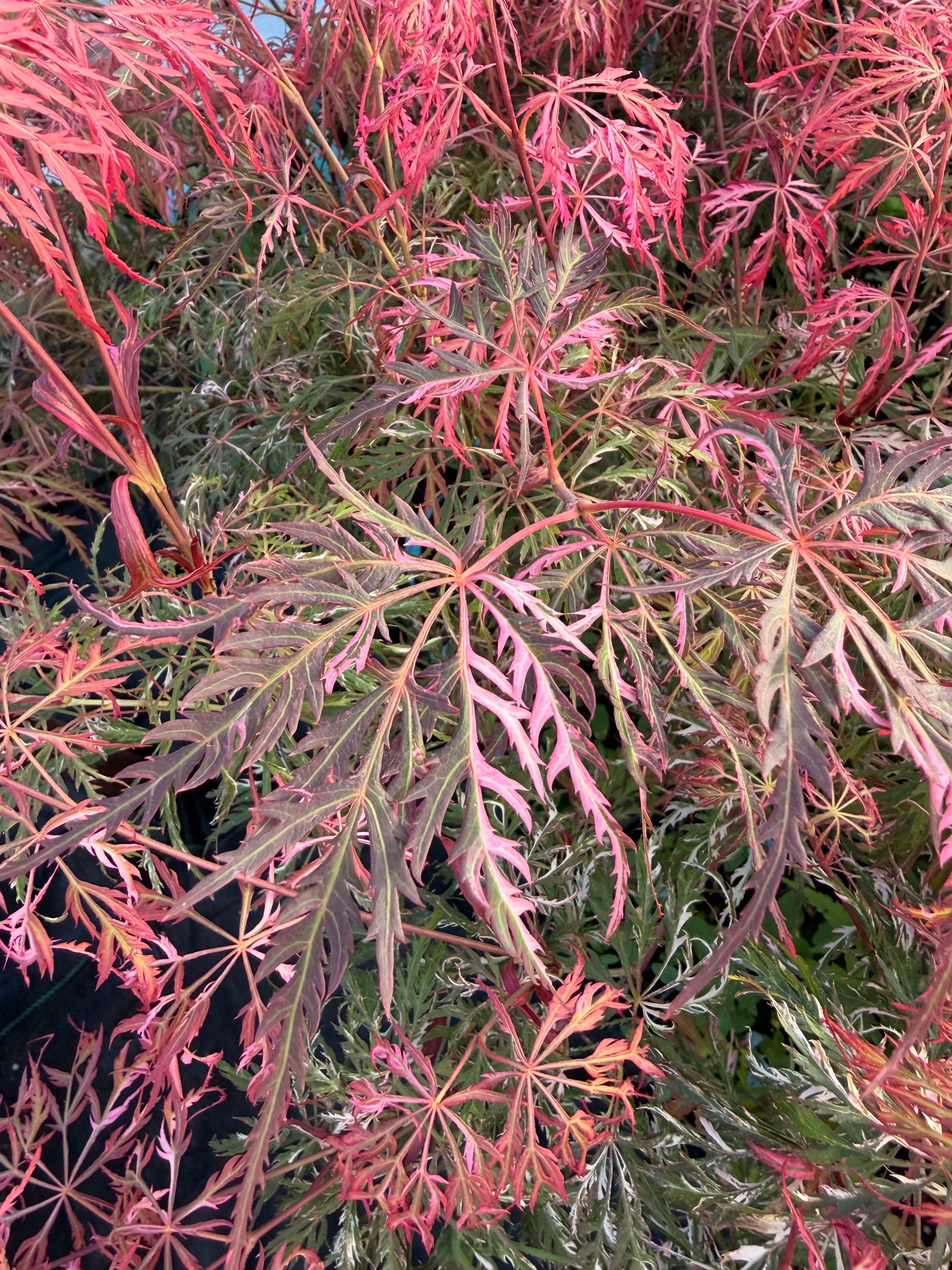 Acer Palmatum ‘Hana Matoi’