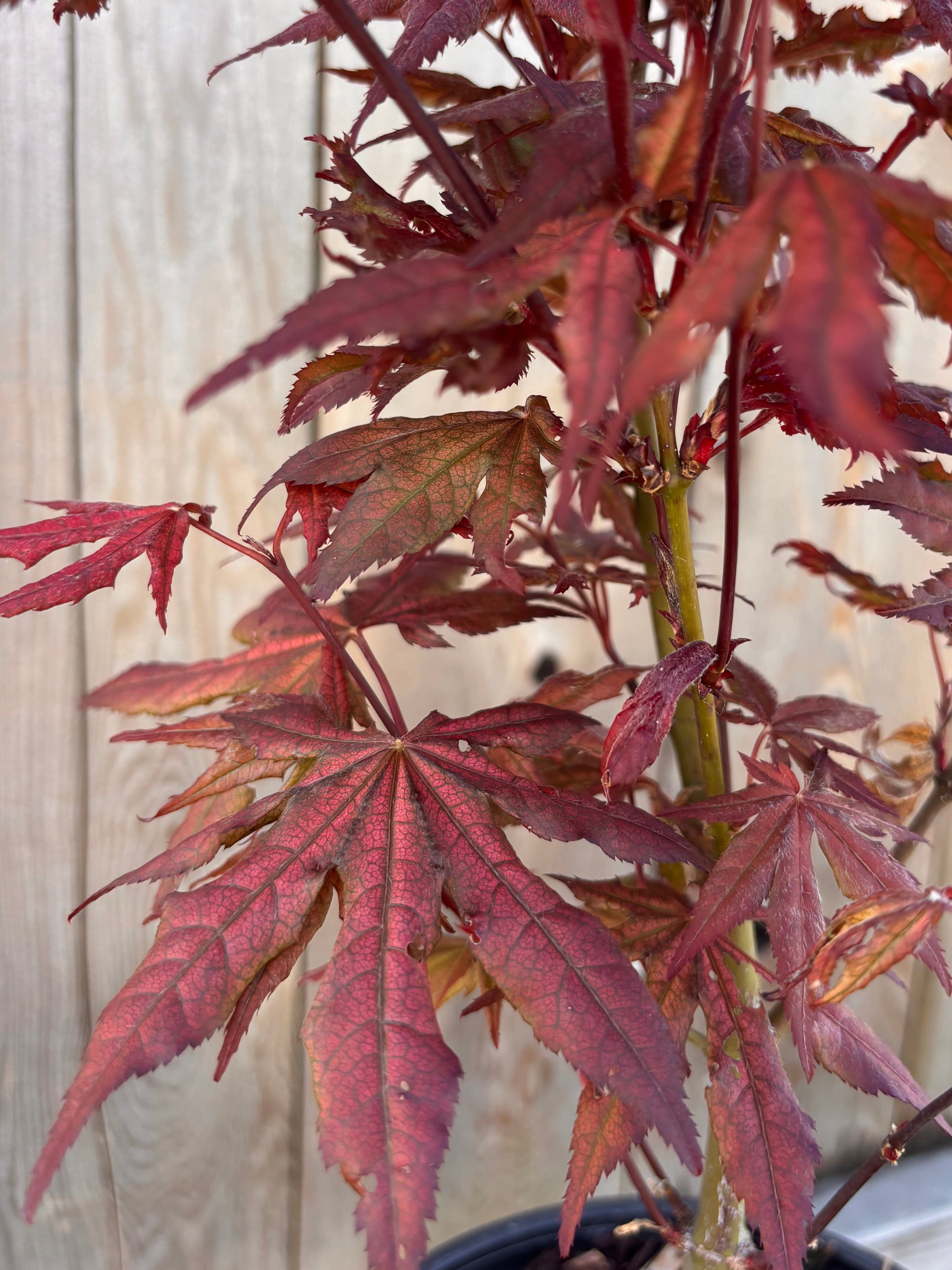 Acer Palmatum ‘Black Hole’
