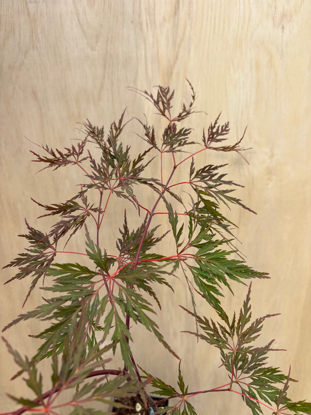 Acer Palmatum ‘Orangeola’