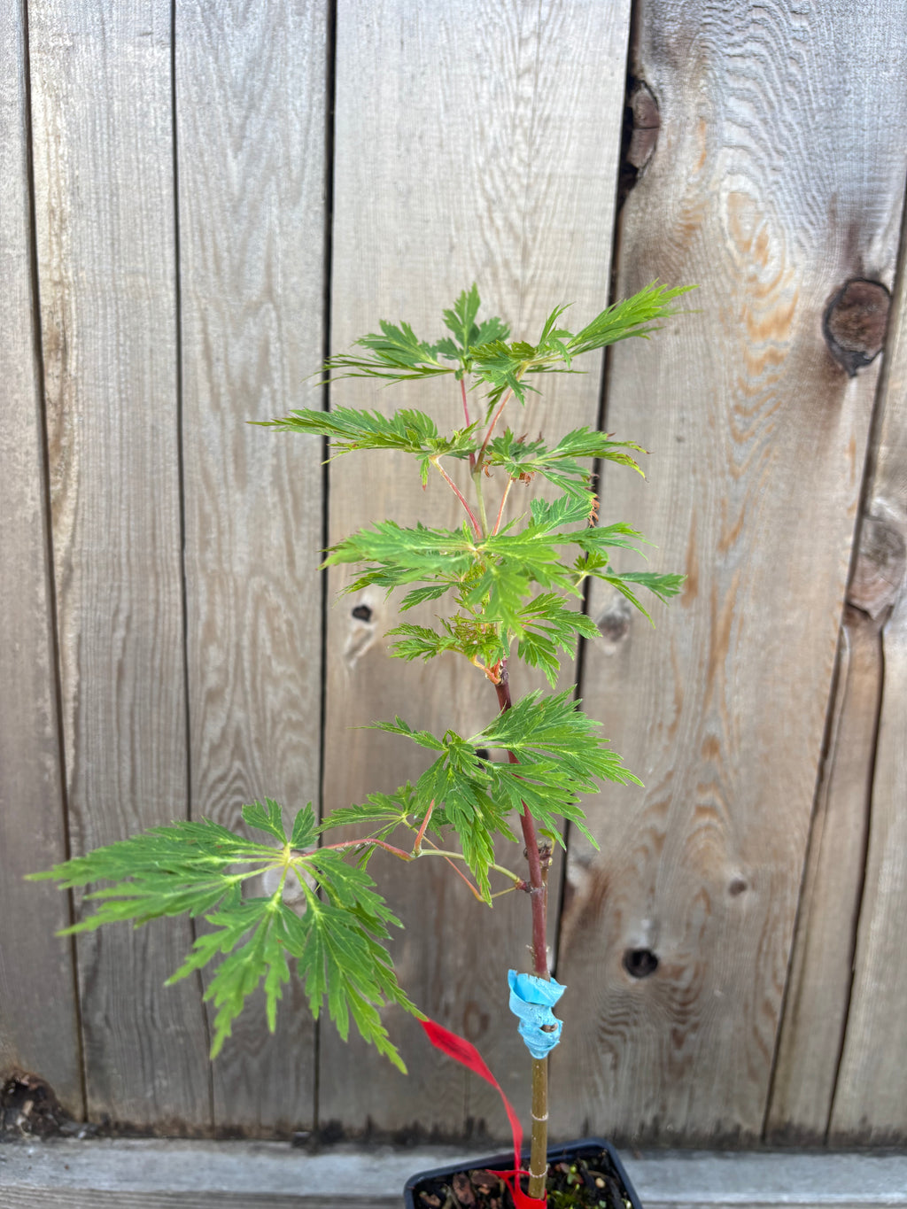 Acer Japonicum 'Oregon Fern'