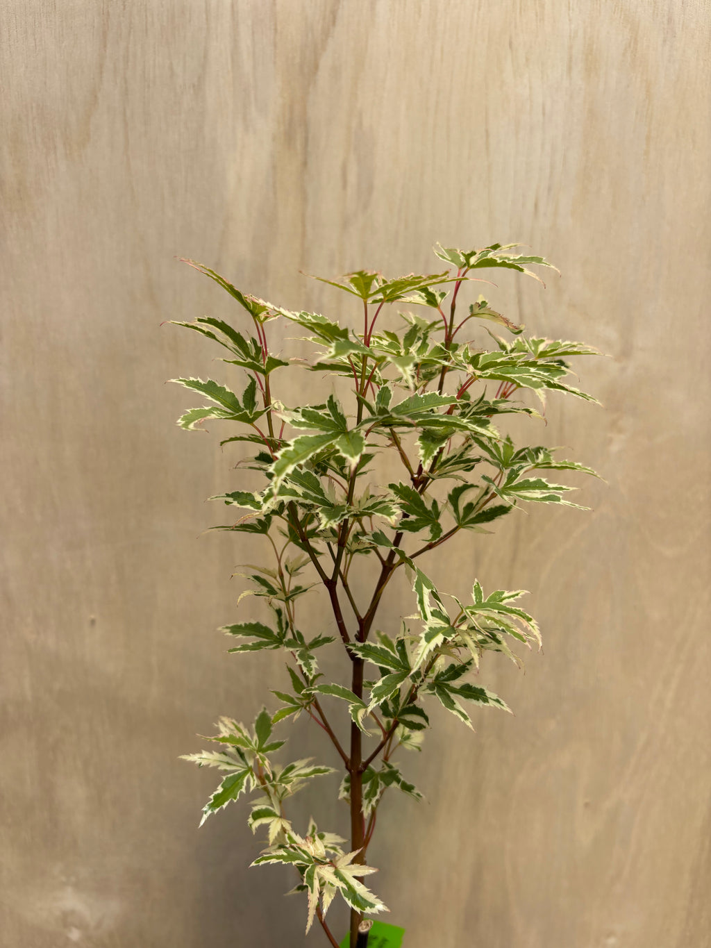 Acer Palmatum ‘Butterfly’