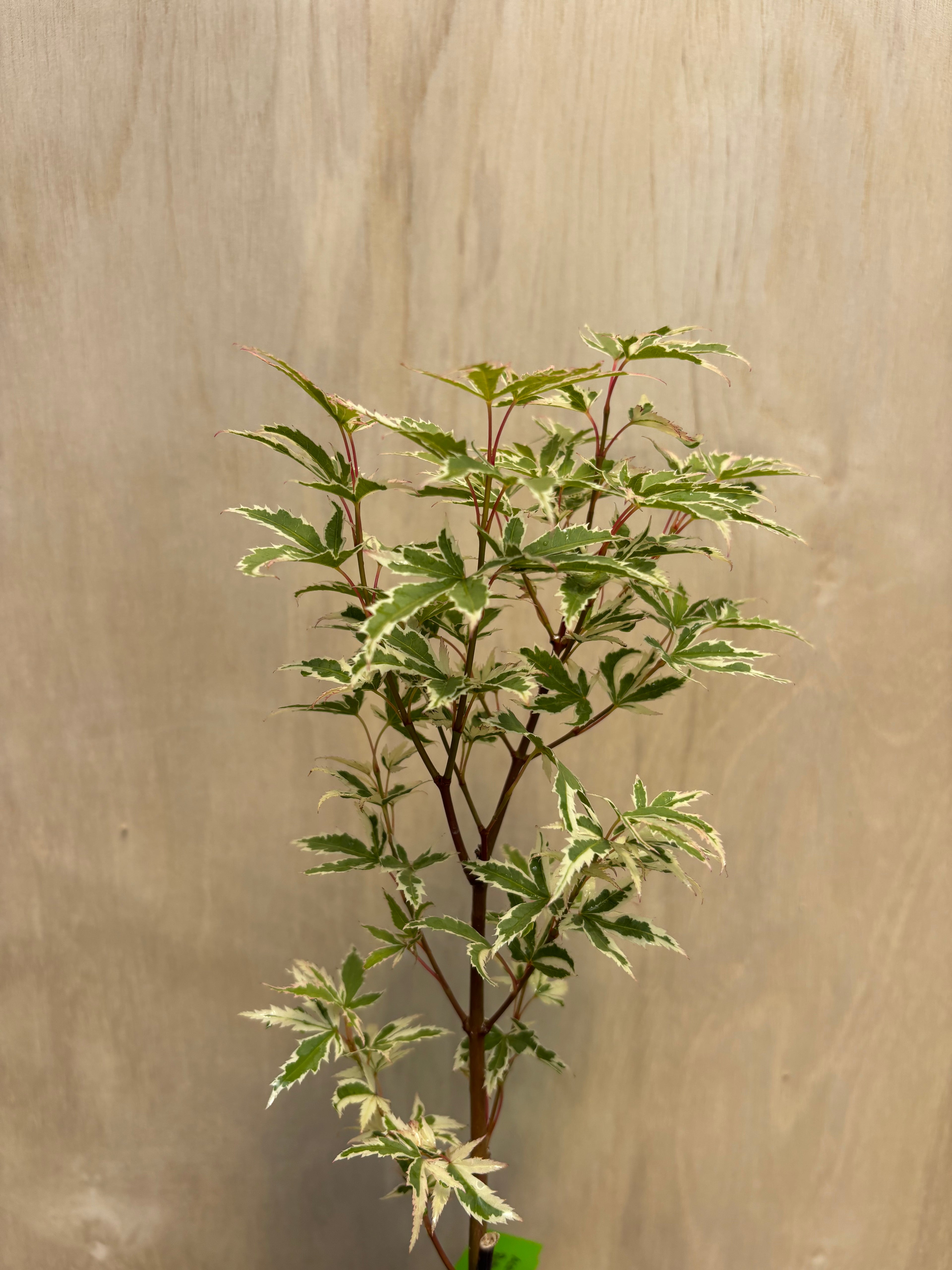 Acer Palmatum ‘Butterfly’