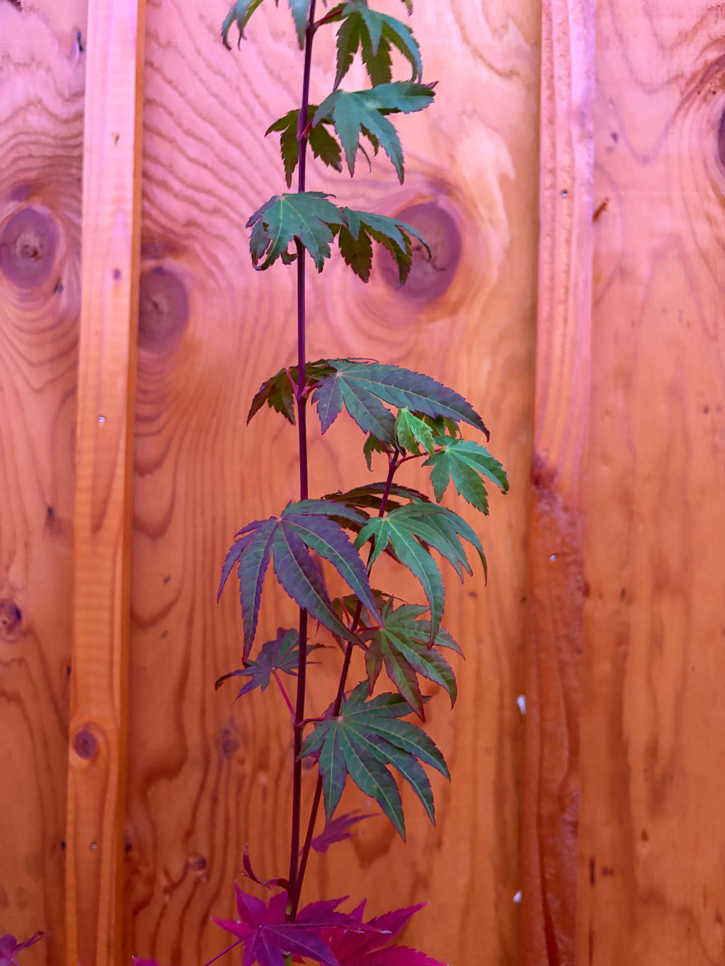 Acer Shirasawanum ‘Garden Glory’