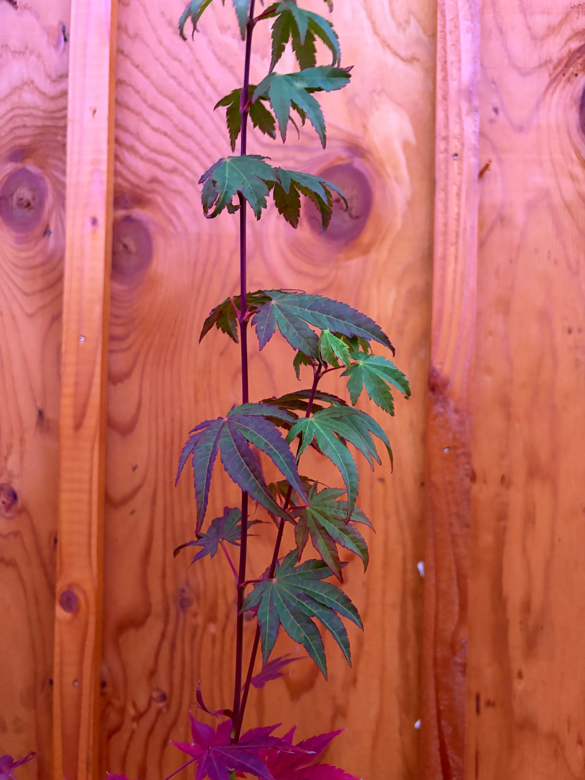 Acer Shirasawanum ‘Garden Glory’