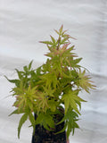 Acer Palmatum ‘Lima Gold’
