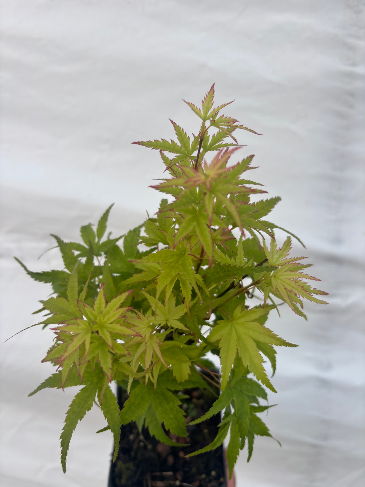 Acer Palmatum ‘Lima Gold’