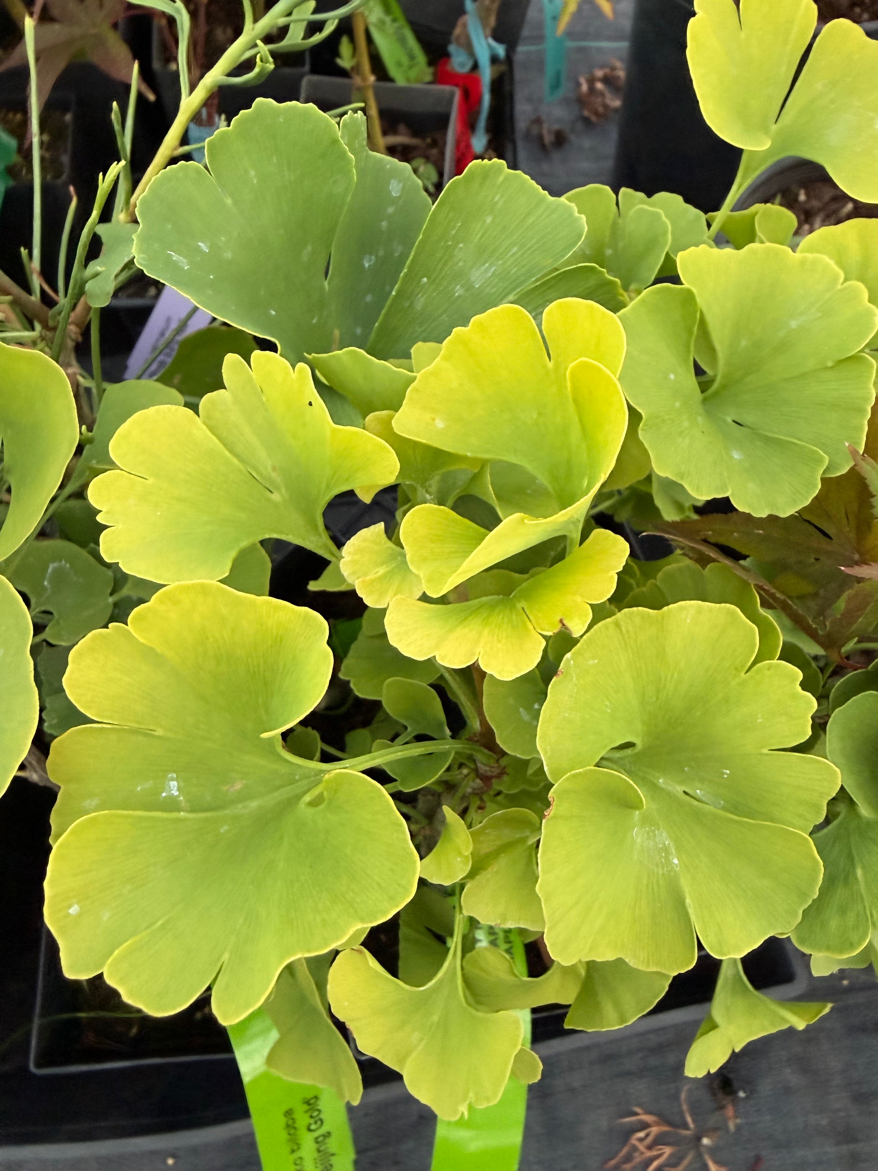 ginkgo biloba ‘mariken’