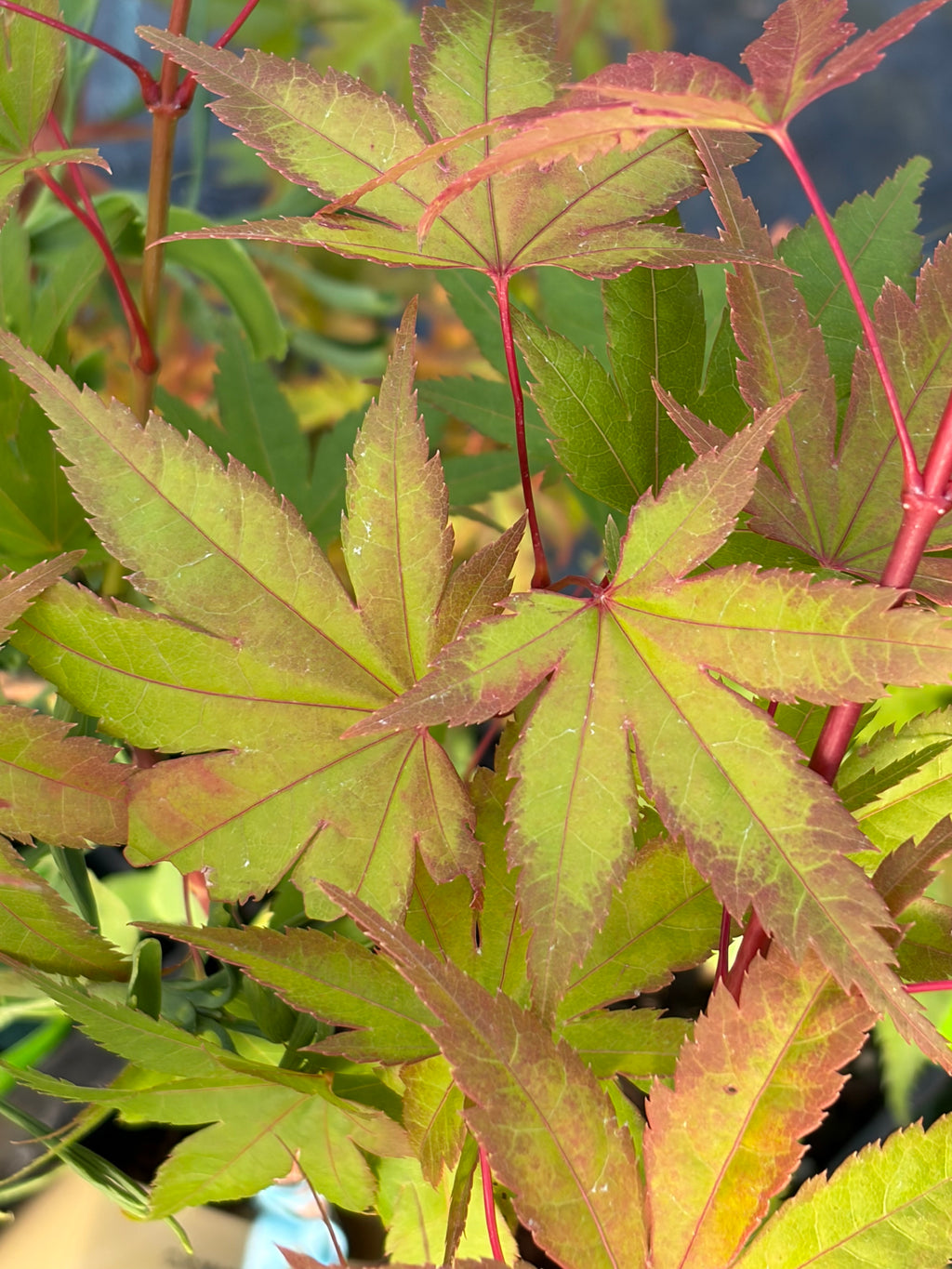 Acer Palmatum ‘Johnnie’s Pink’