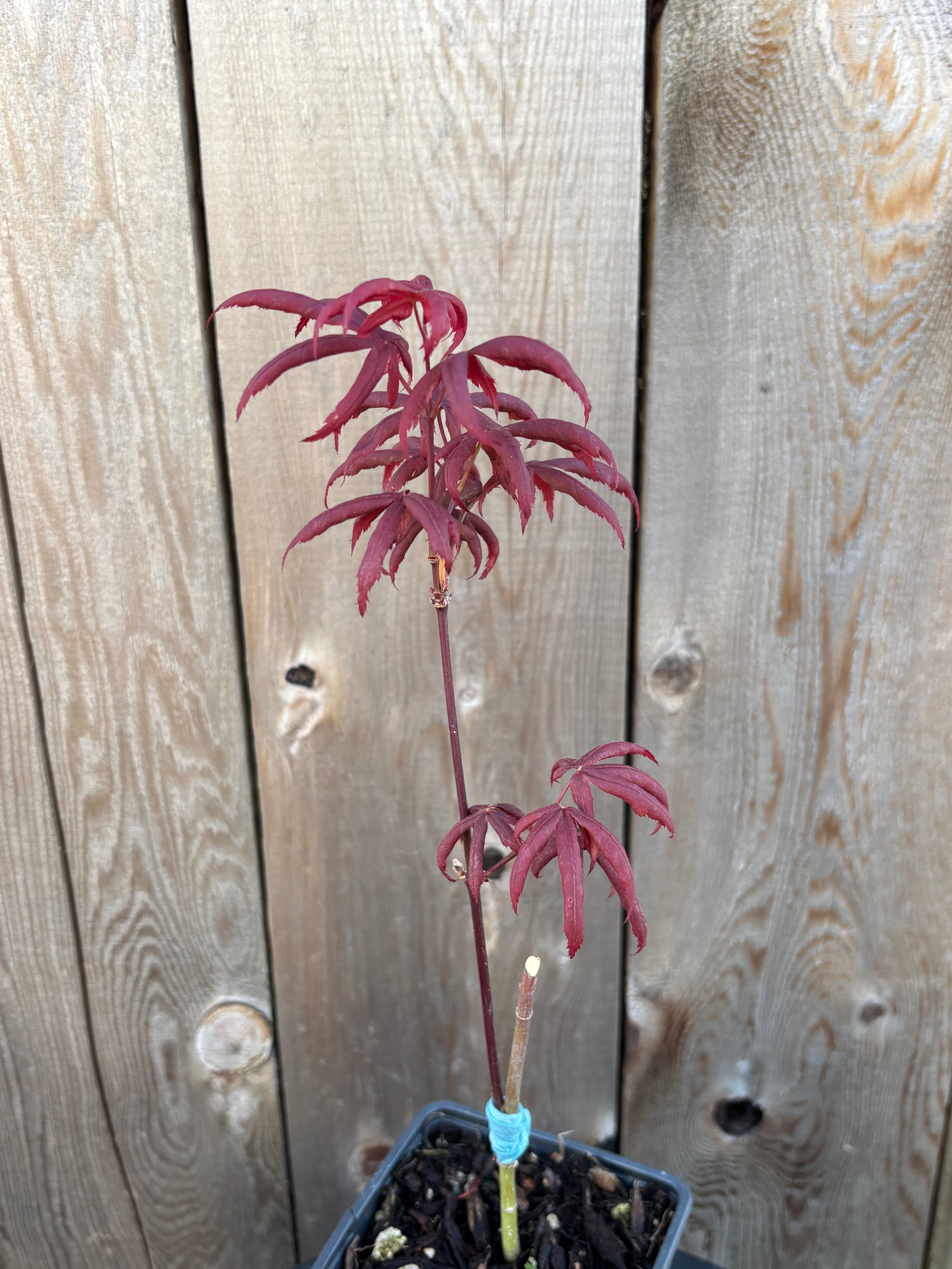 Acer Palmatum ‘Peve Starfish’