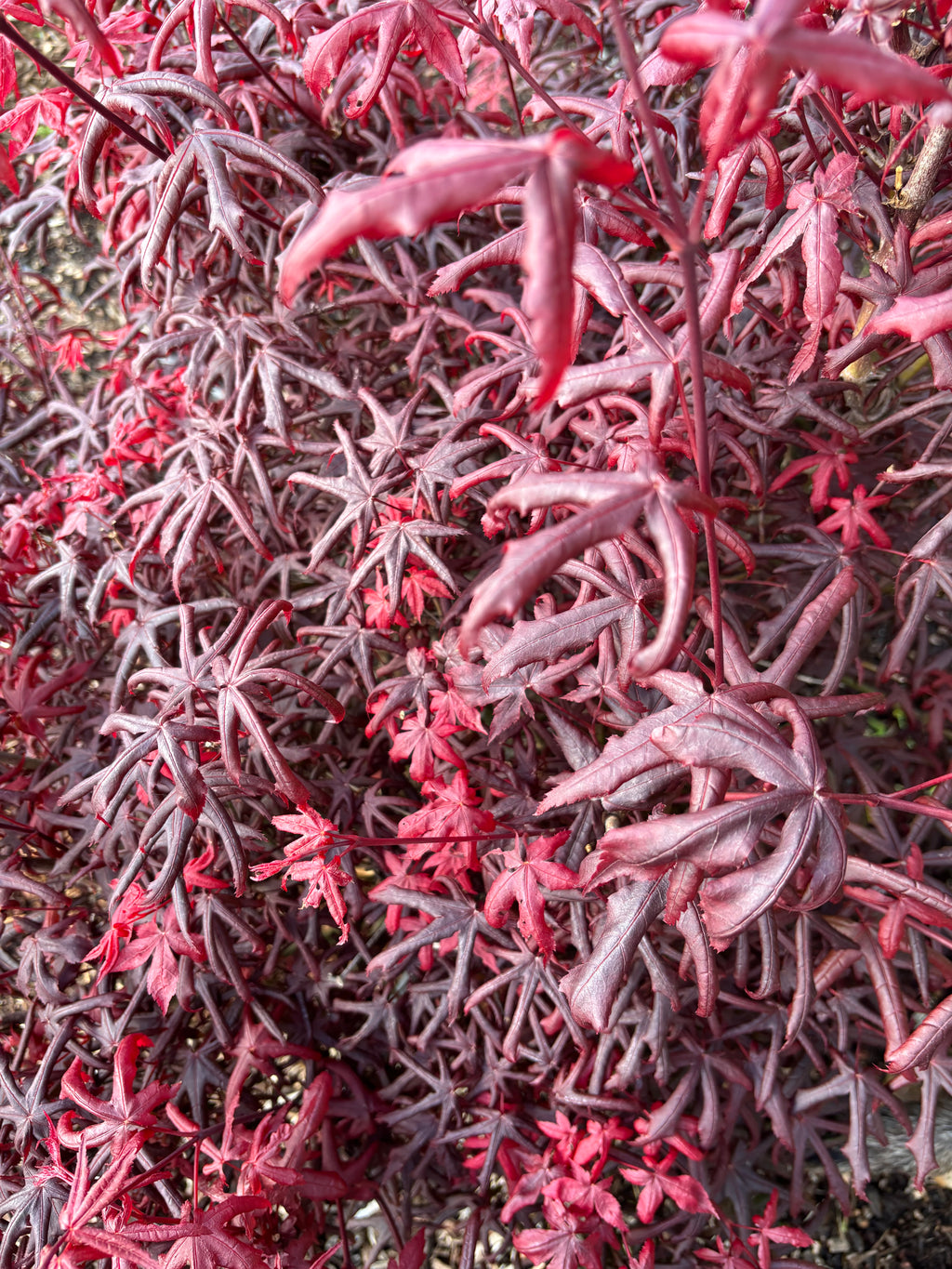 Acer Palmatum ‘Peve Starfish’