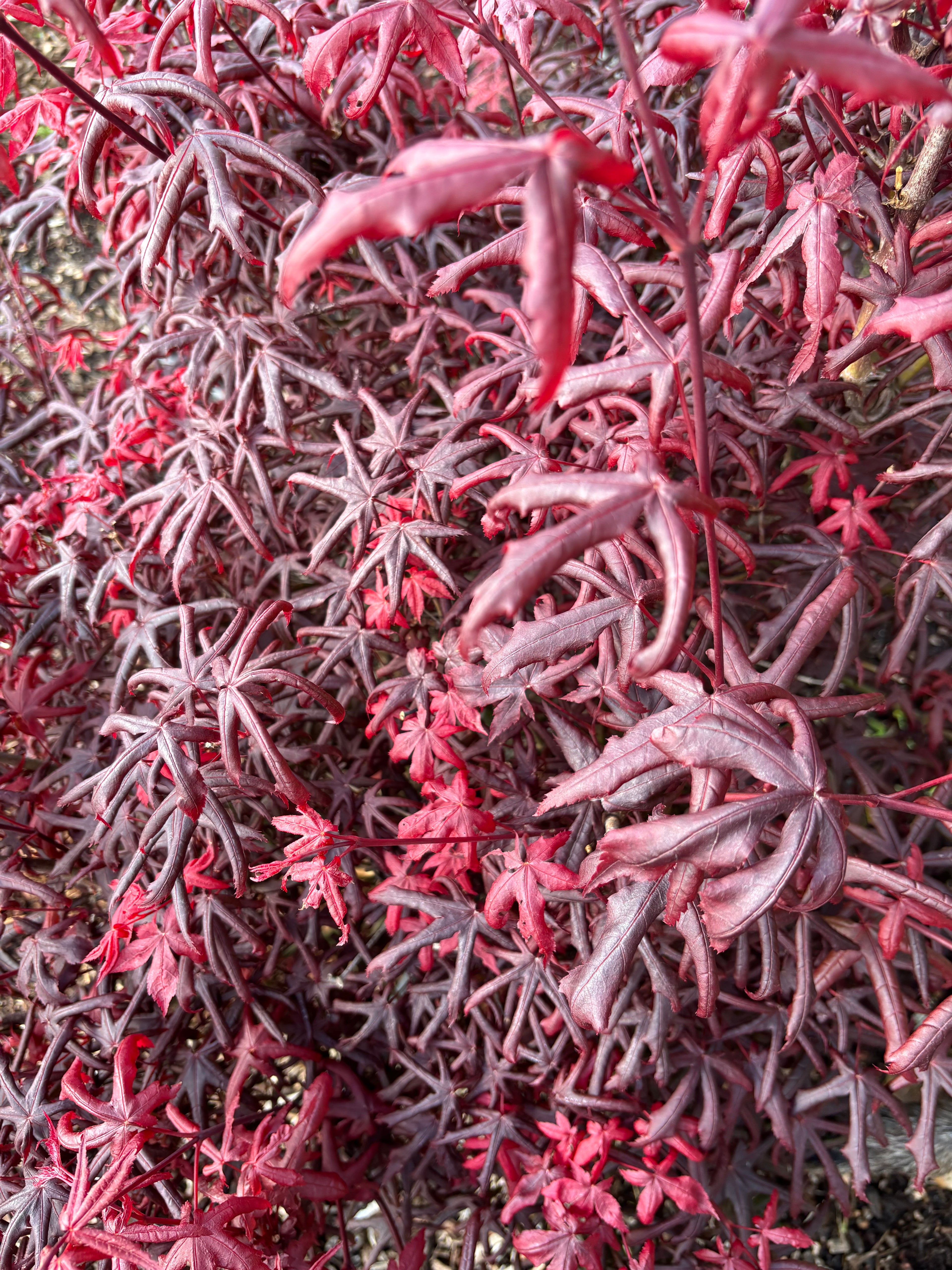 Acer Palmatum ‘Peve Starfish’