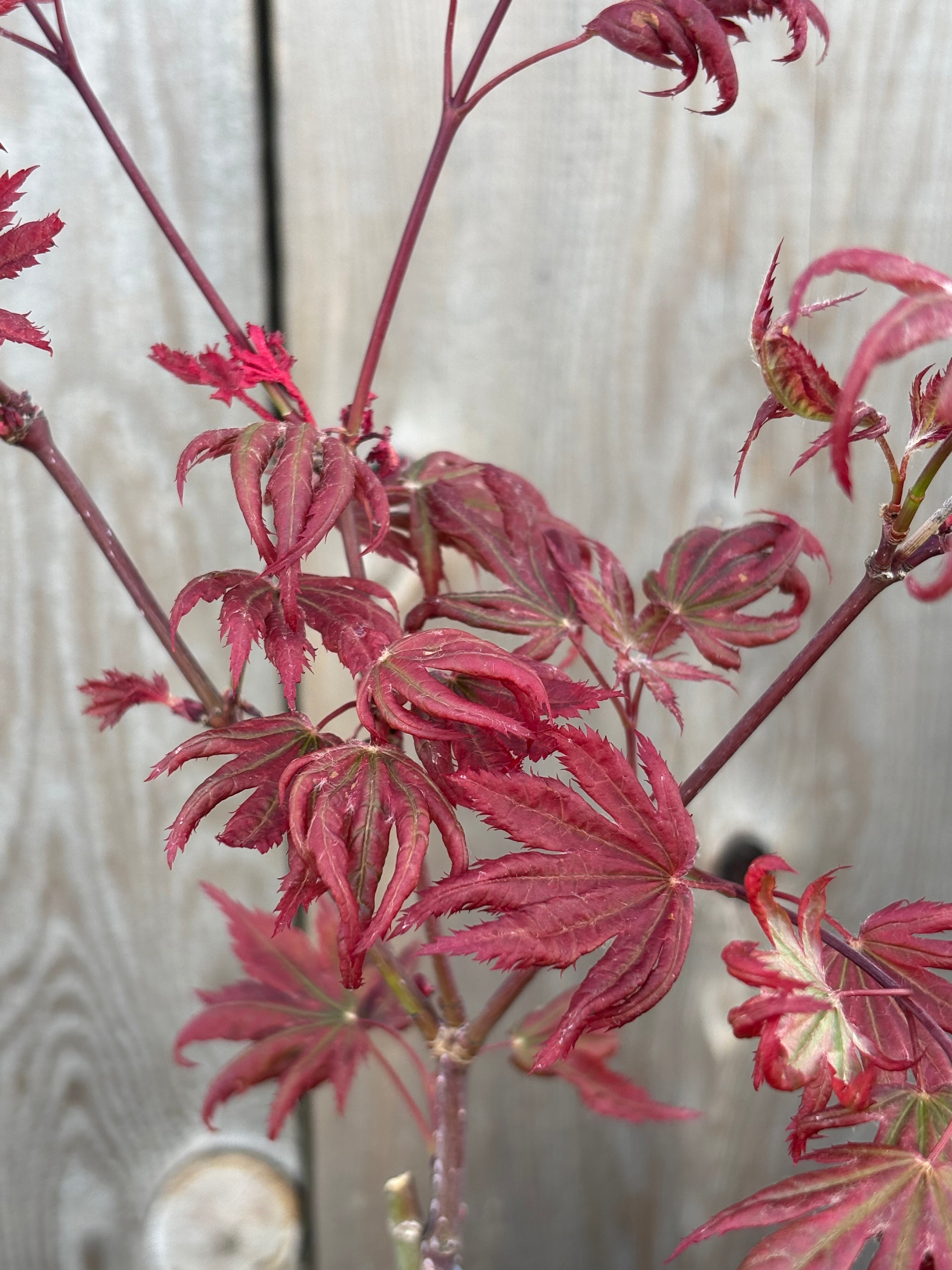Acer Palmatum X ‘Purple Curl’
