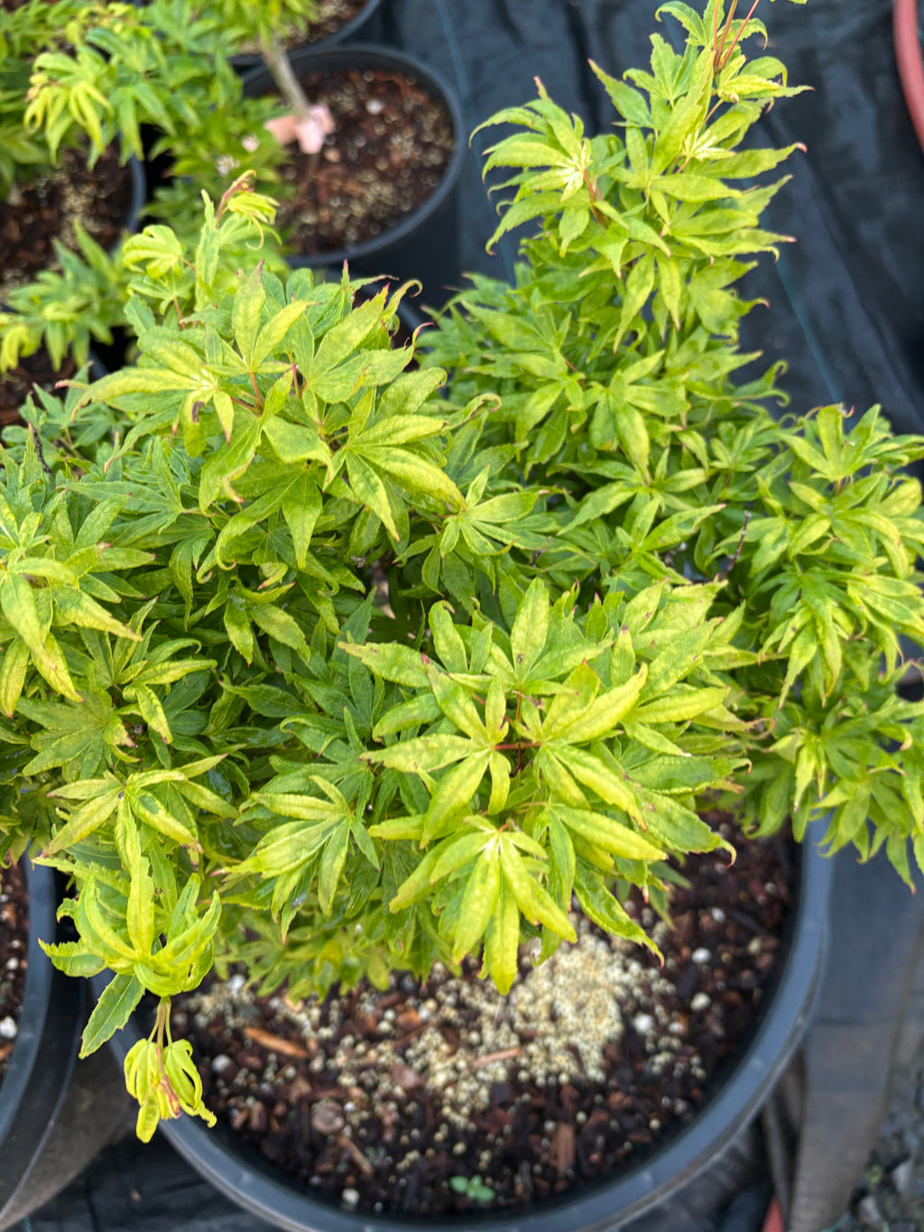 Acer Palmatum ‘El Tigre’ Mendoza