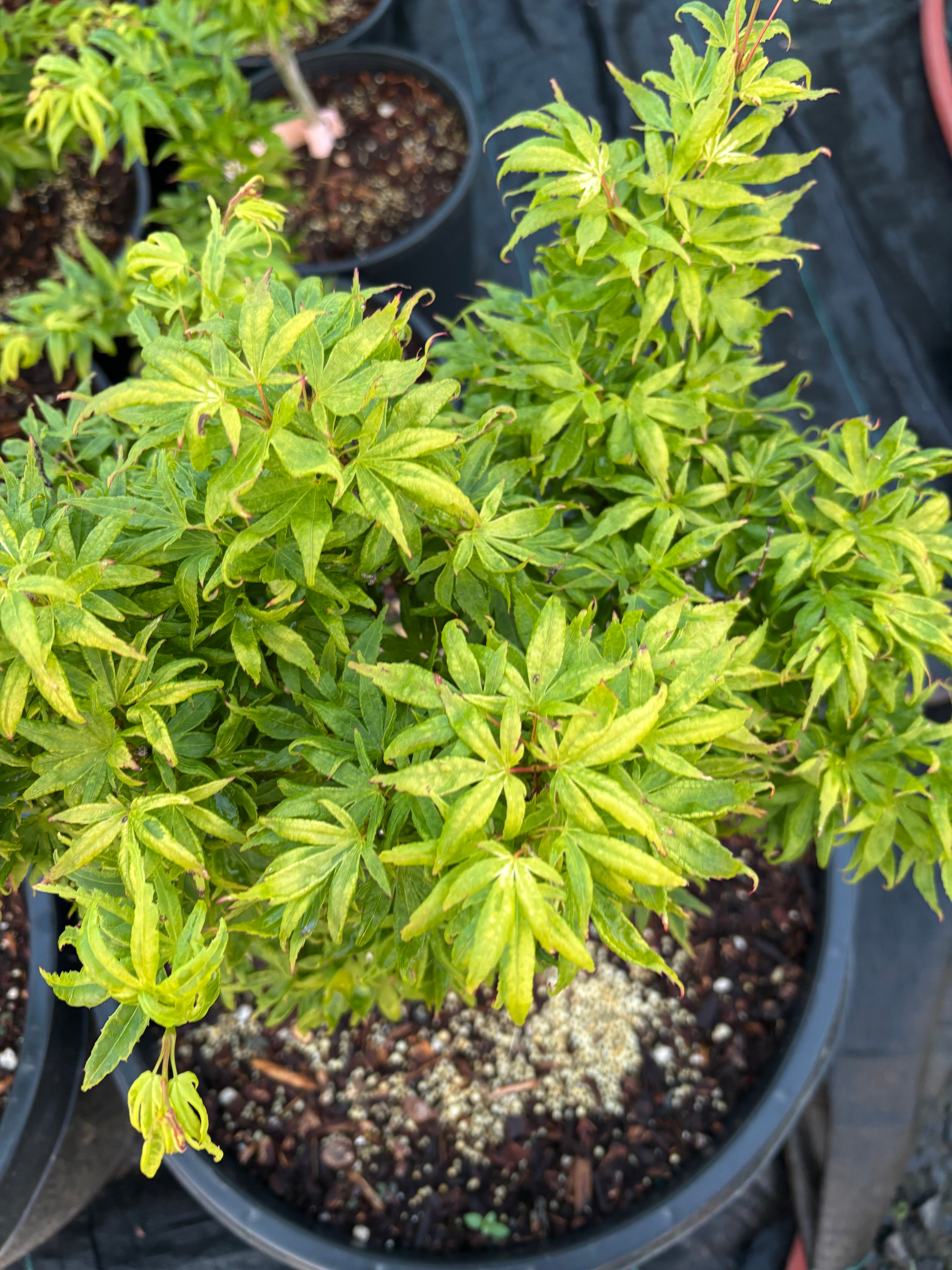 Acer Palmatum ‘El Tigre’ Mendoza