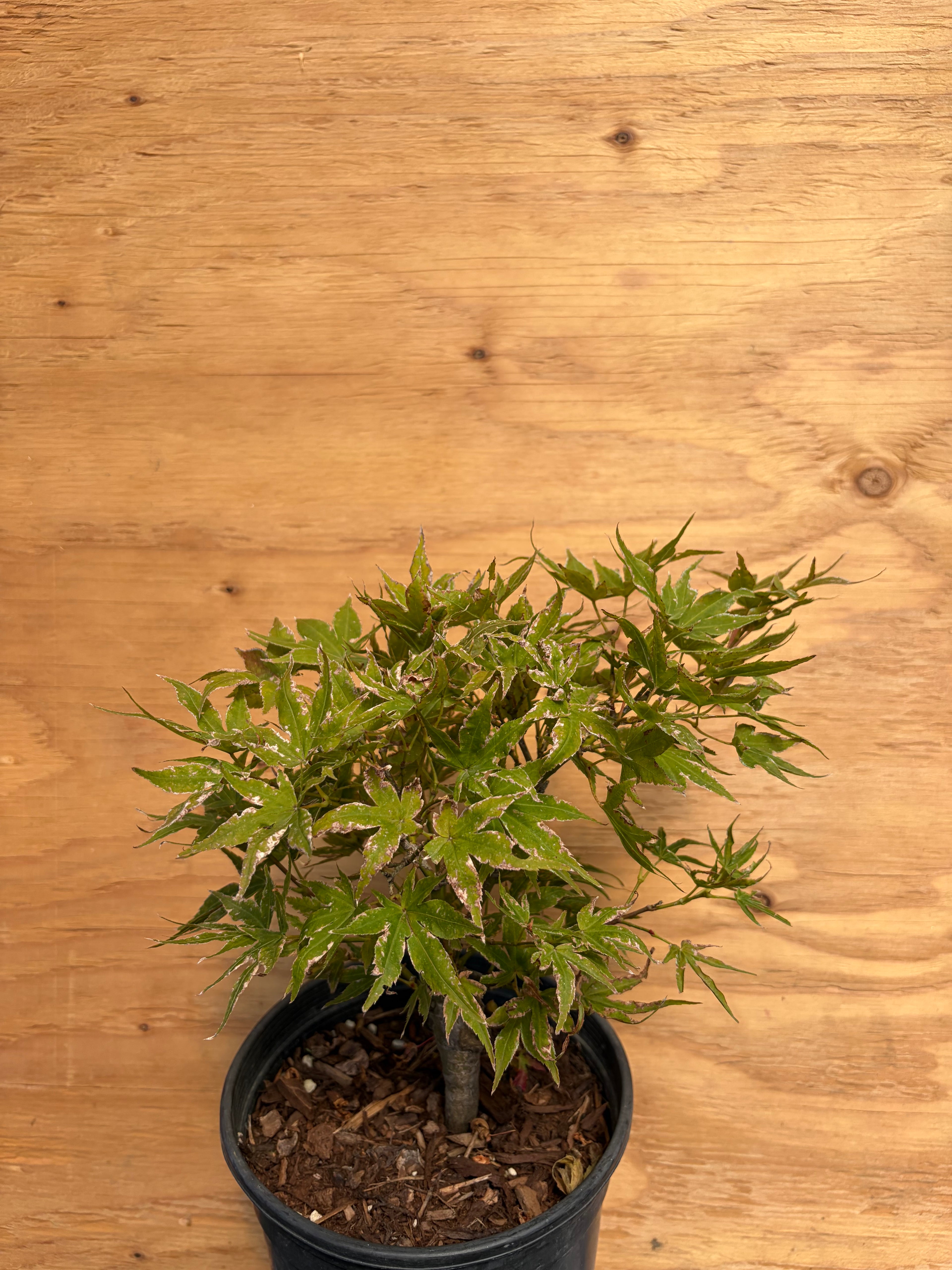 Acer Palmatum ‘Ruby Star’