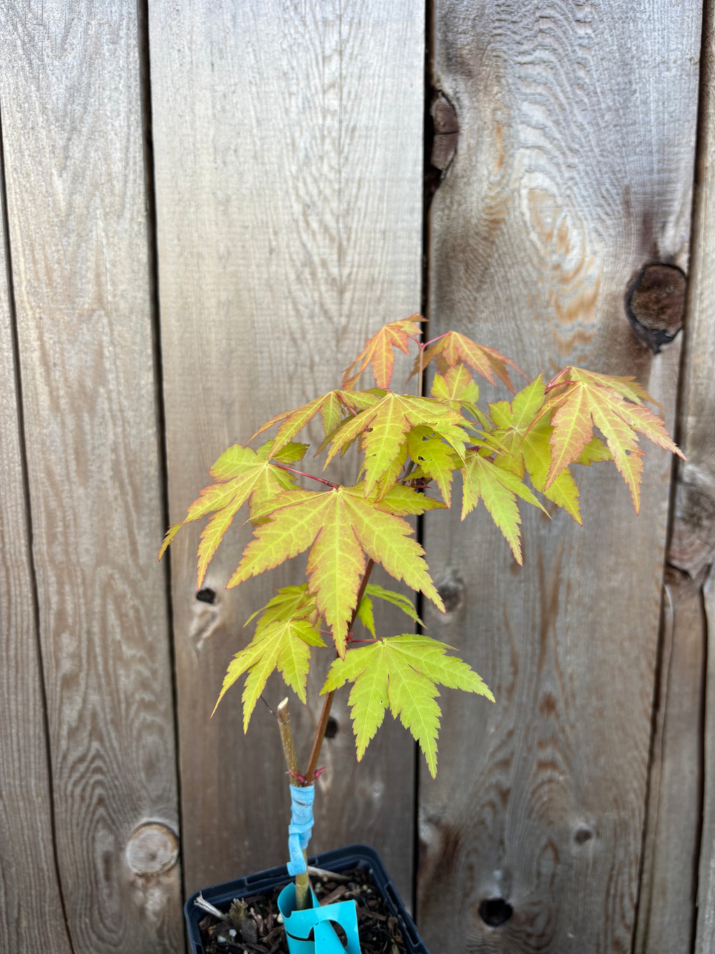Acer Shirasawanum ‘Sunny’