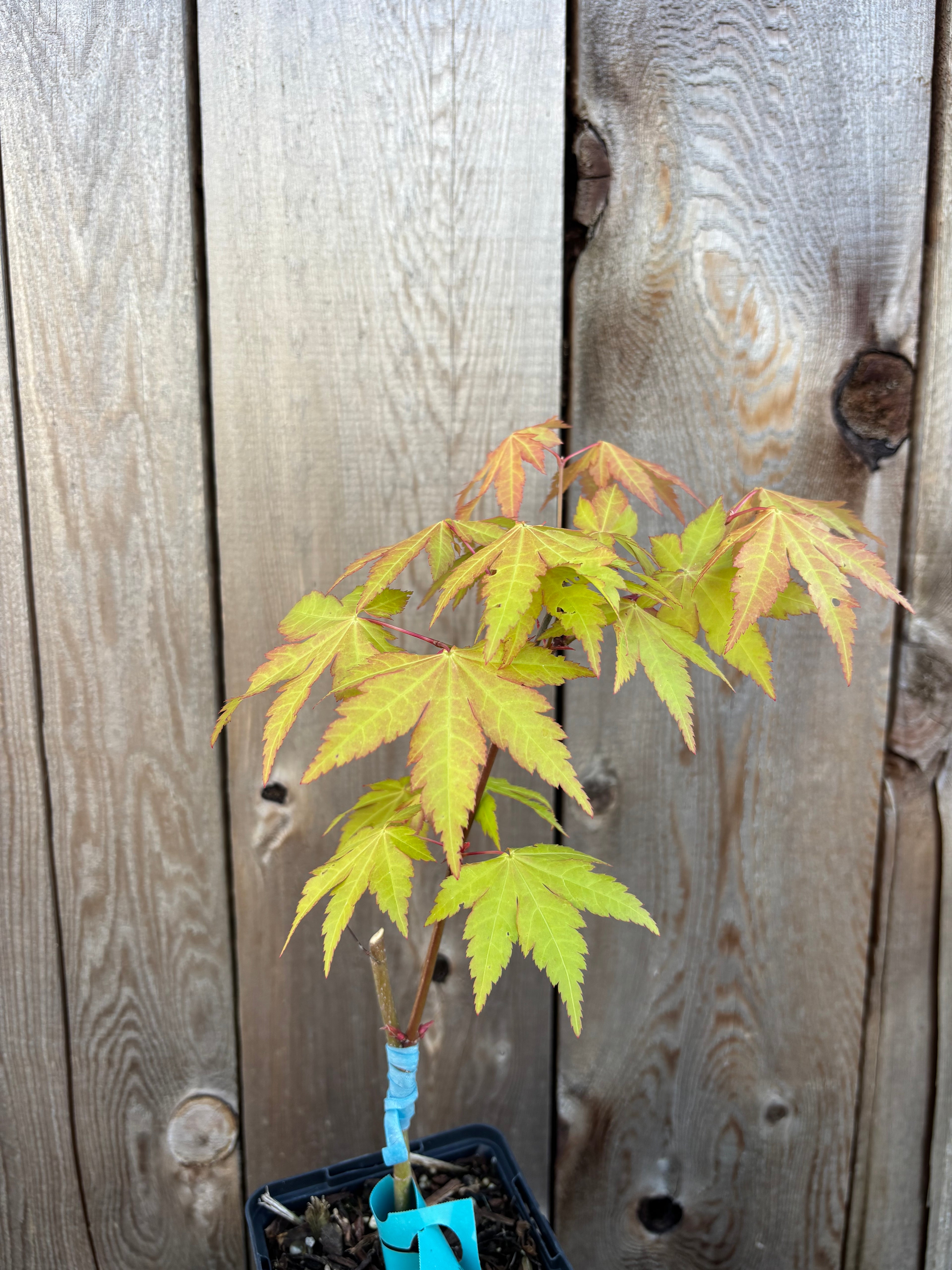 Acer Shirasawanum ‘Sunny’