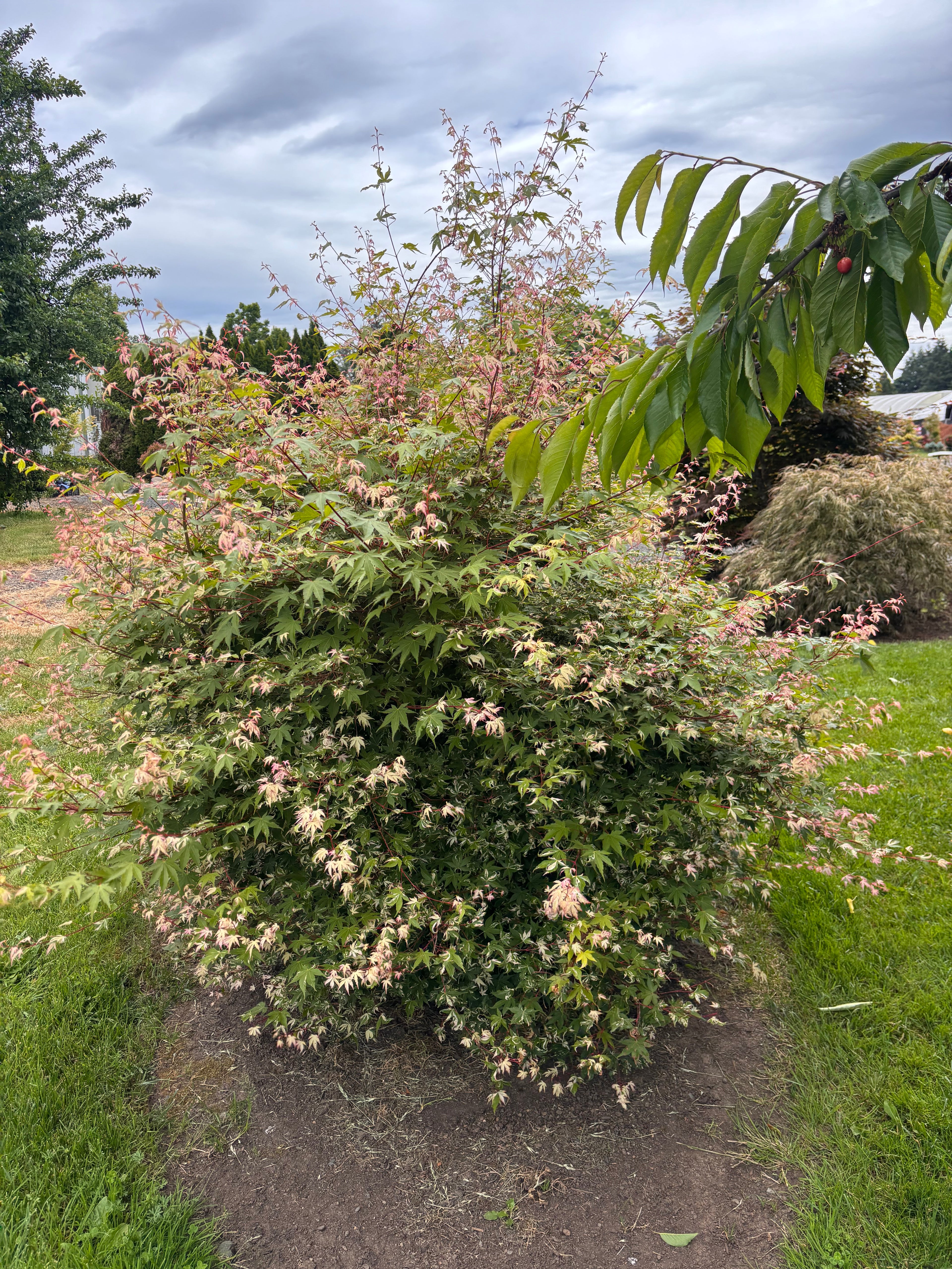 Acer Palmatum ‘Taiyo Nishiki’