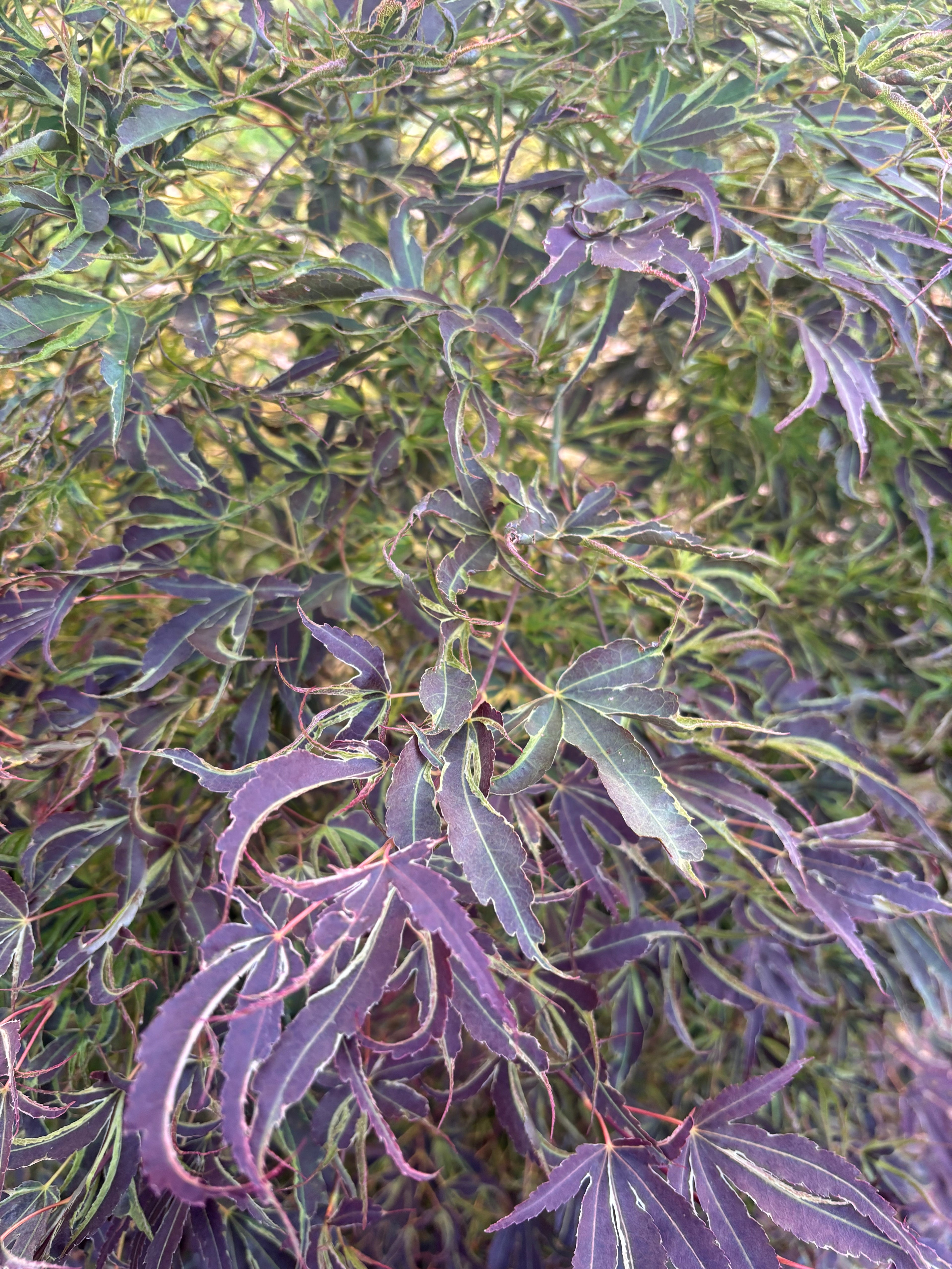Acer Palmatum ‘Manyo No Sato’