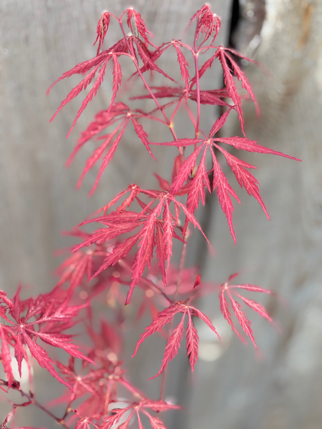 Acer Palmatum Dissectum ‘Heartbeat’