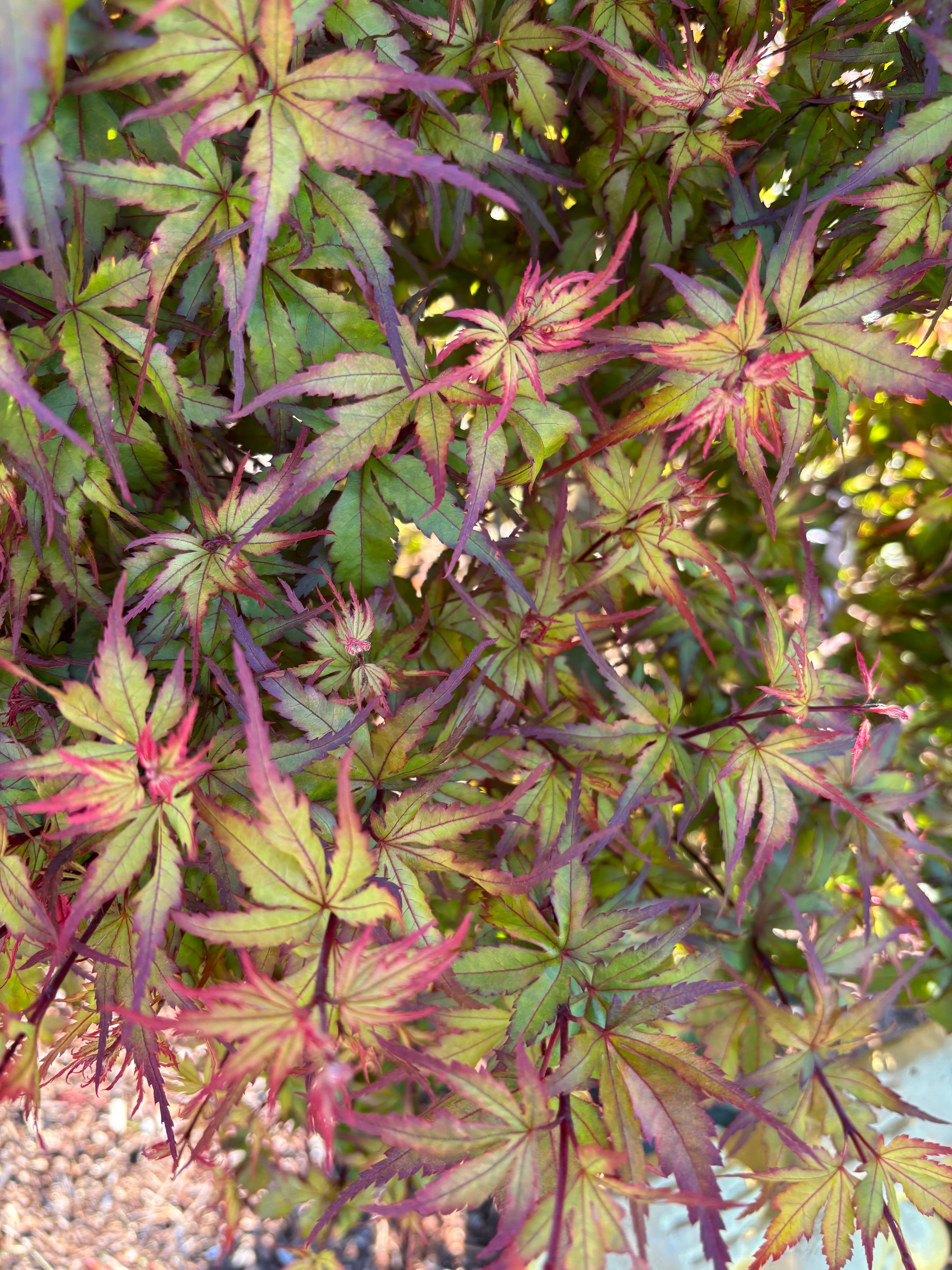 Acer Palmatum ‘Angel The Prince’