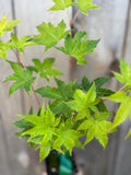 Acer Palmatum ‘Sagara Nishiki’