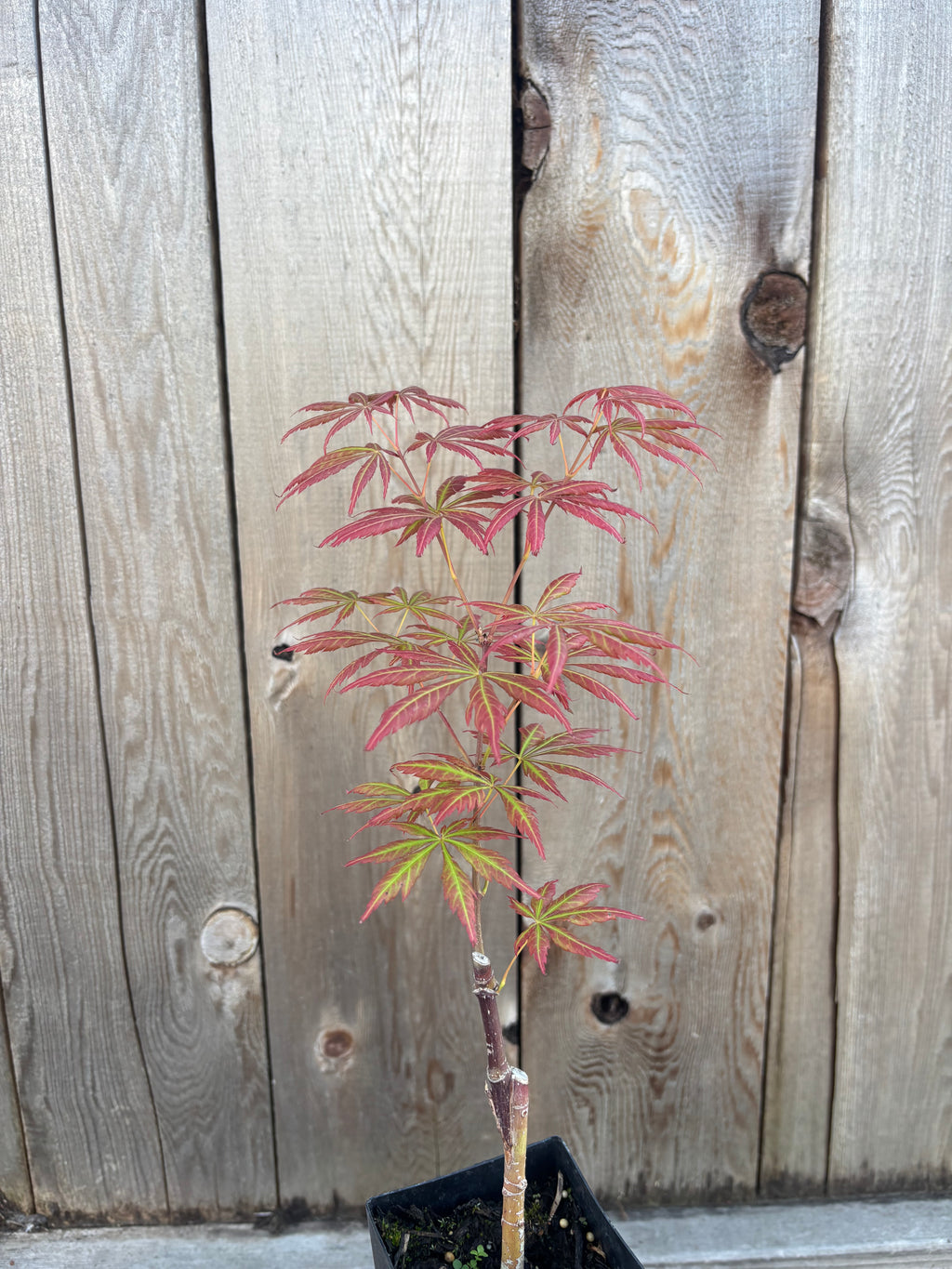 Acer Shiraswanum 'Bronze Age'