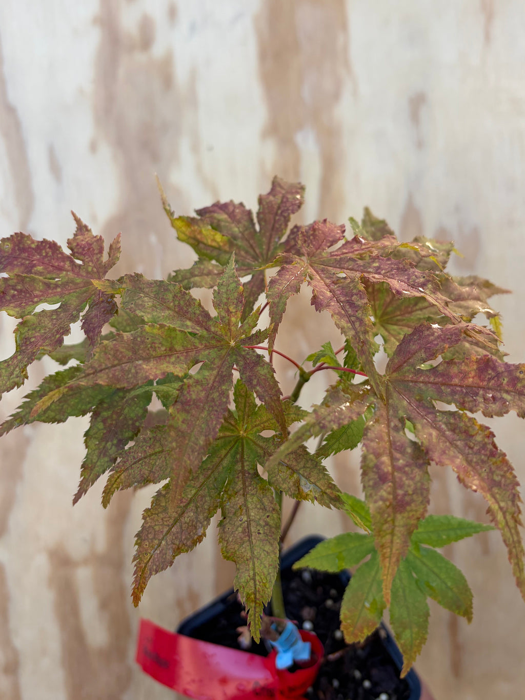 Acer Palmatum ‘Miss Maple’