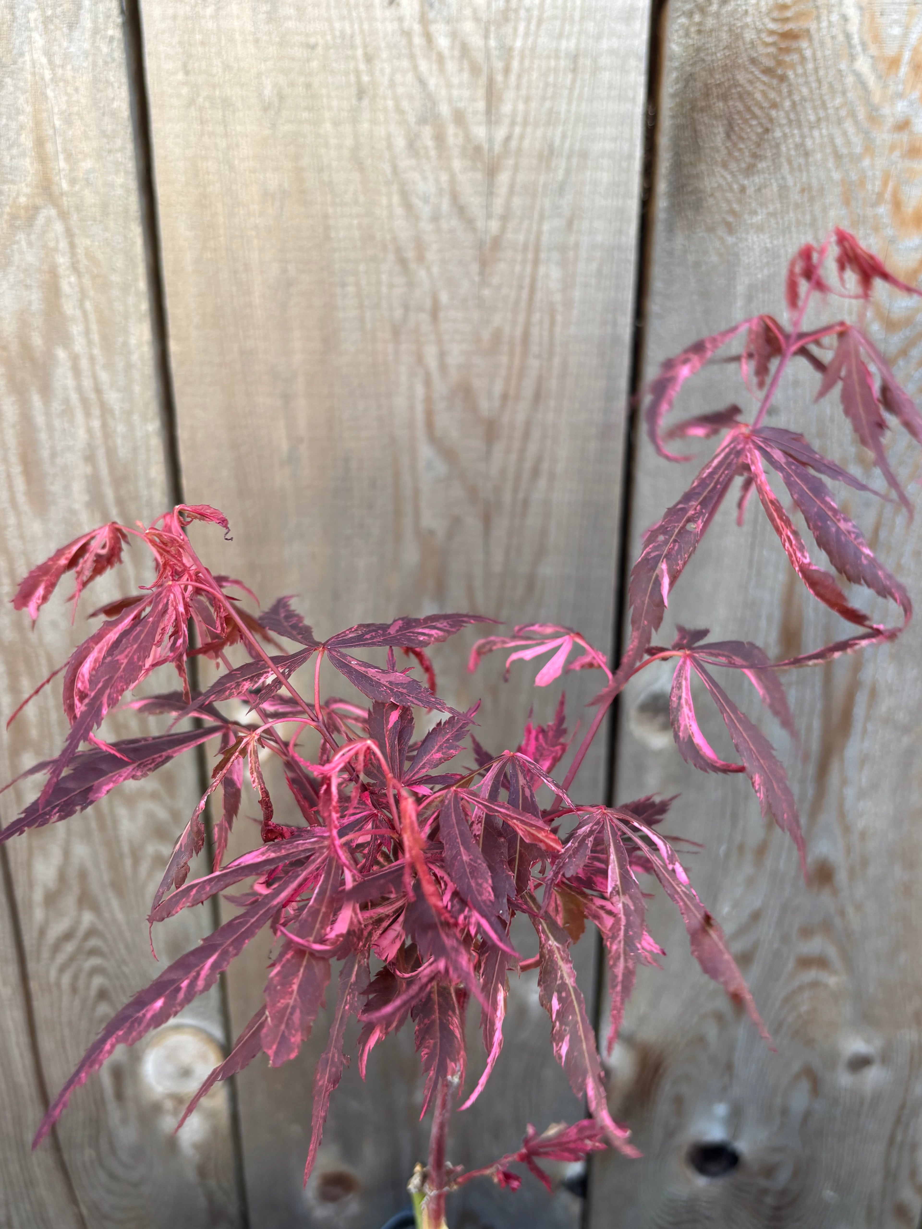 Acer Palmatum ‘Lileeane’s Jewels’