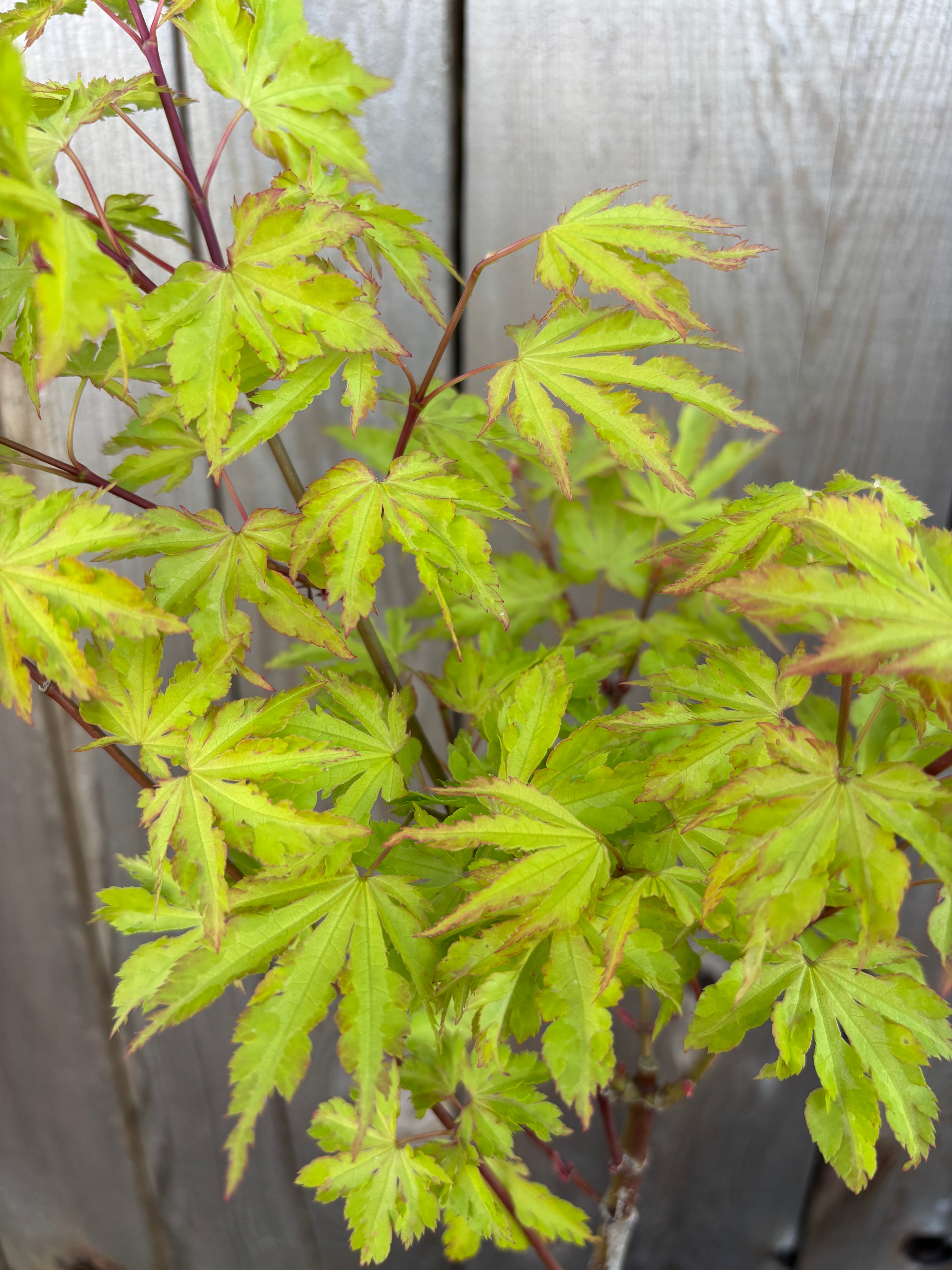 Acer Palmatum ‘Anne-Irene’