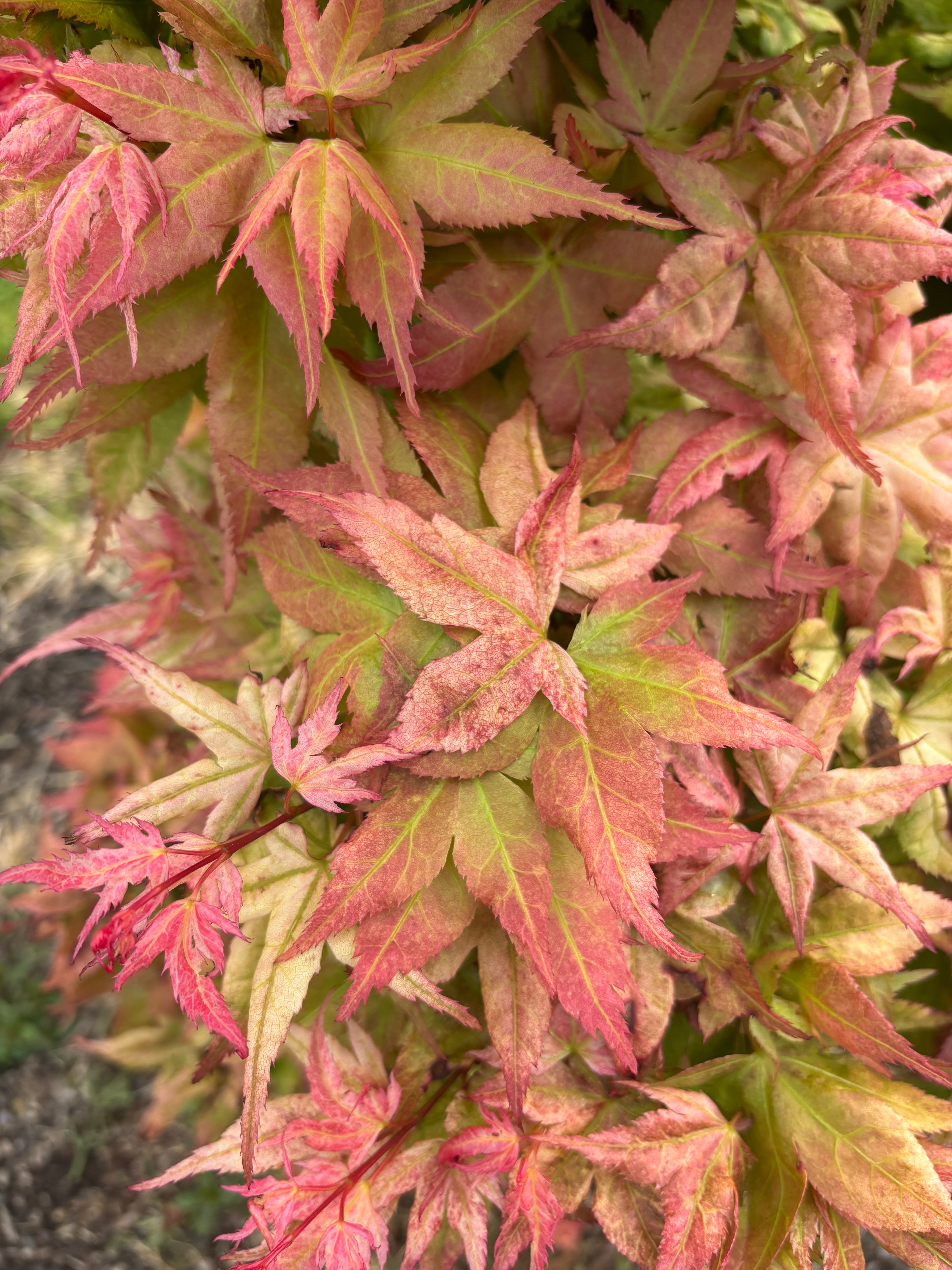 Acer Palmatum ‘Japanese Princess’