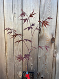 Acer Palmatum ‘Crimson Prince’
