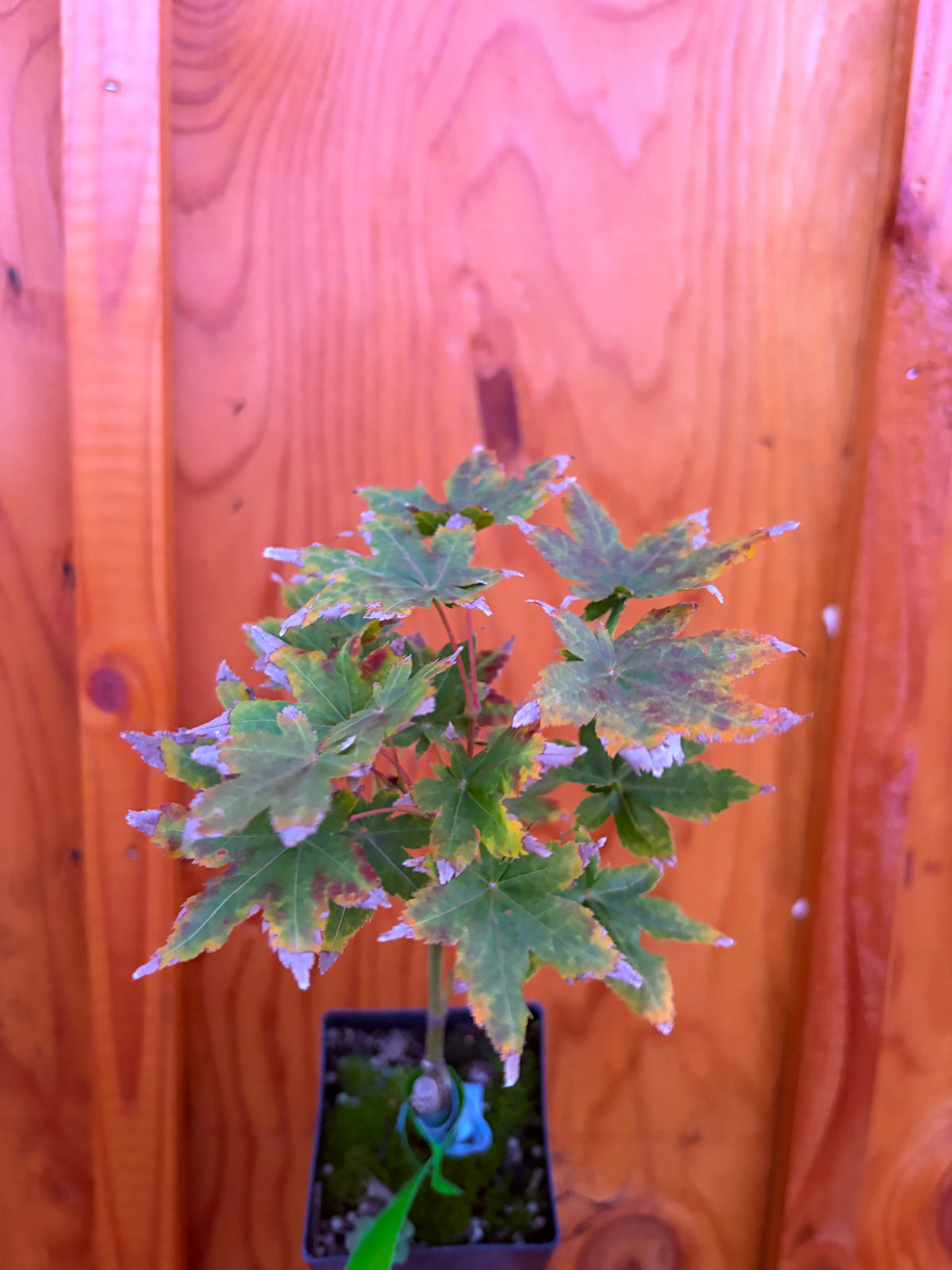 Acer Palmatum ‘Koyamadani Nishiki’