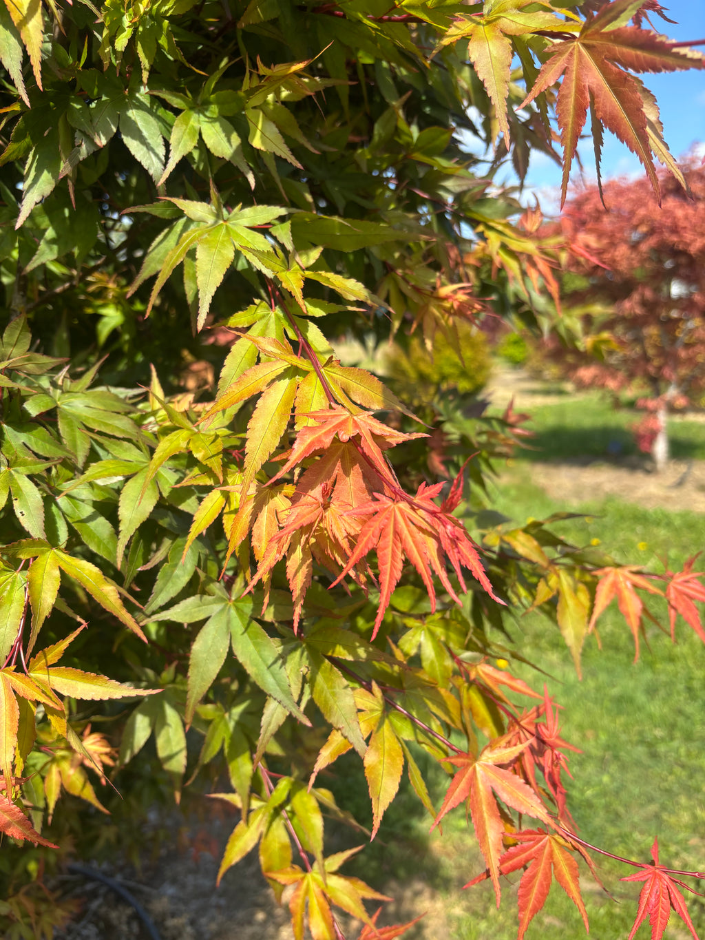 Acer Palmatum ‘Dracula’