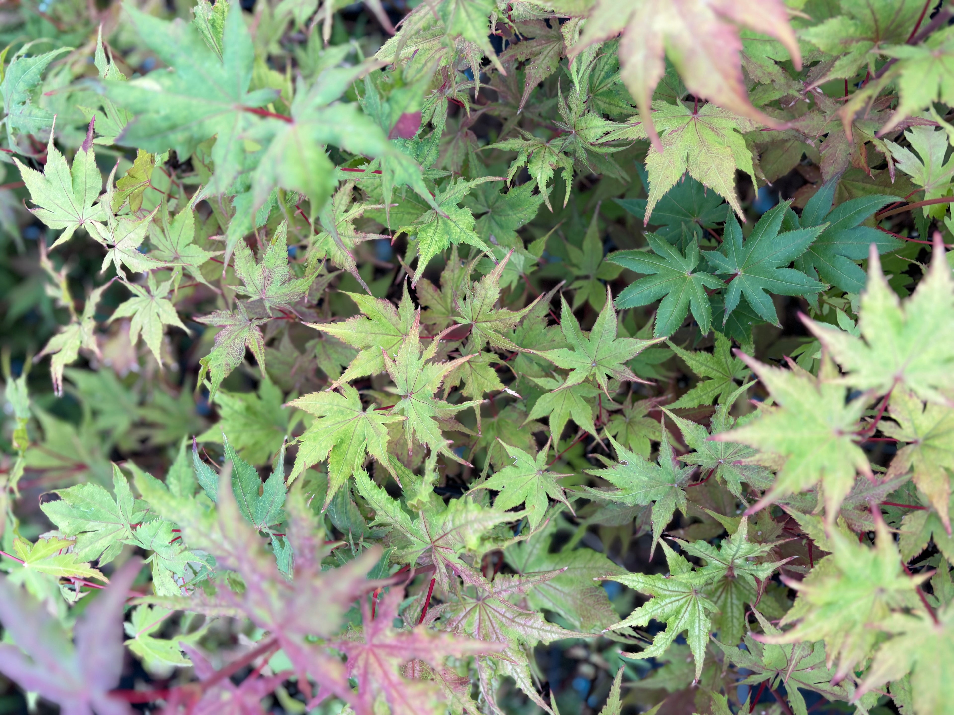 Acer Palmatum ‘Celebration’