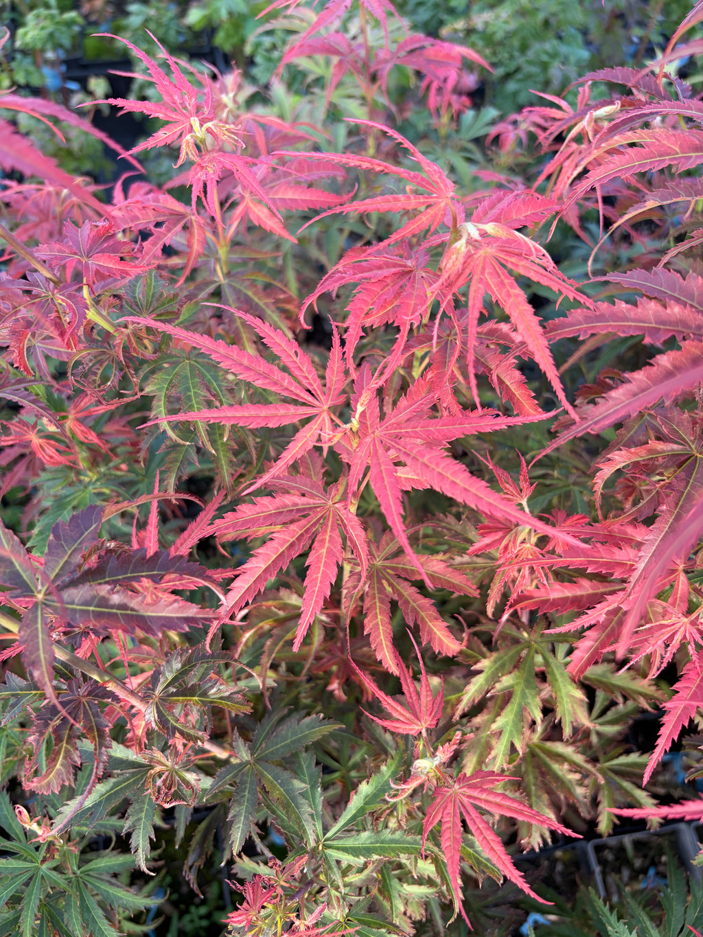 Acer Palmatum ‘Orion’
