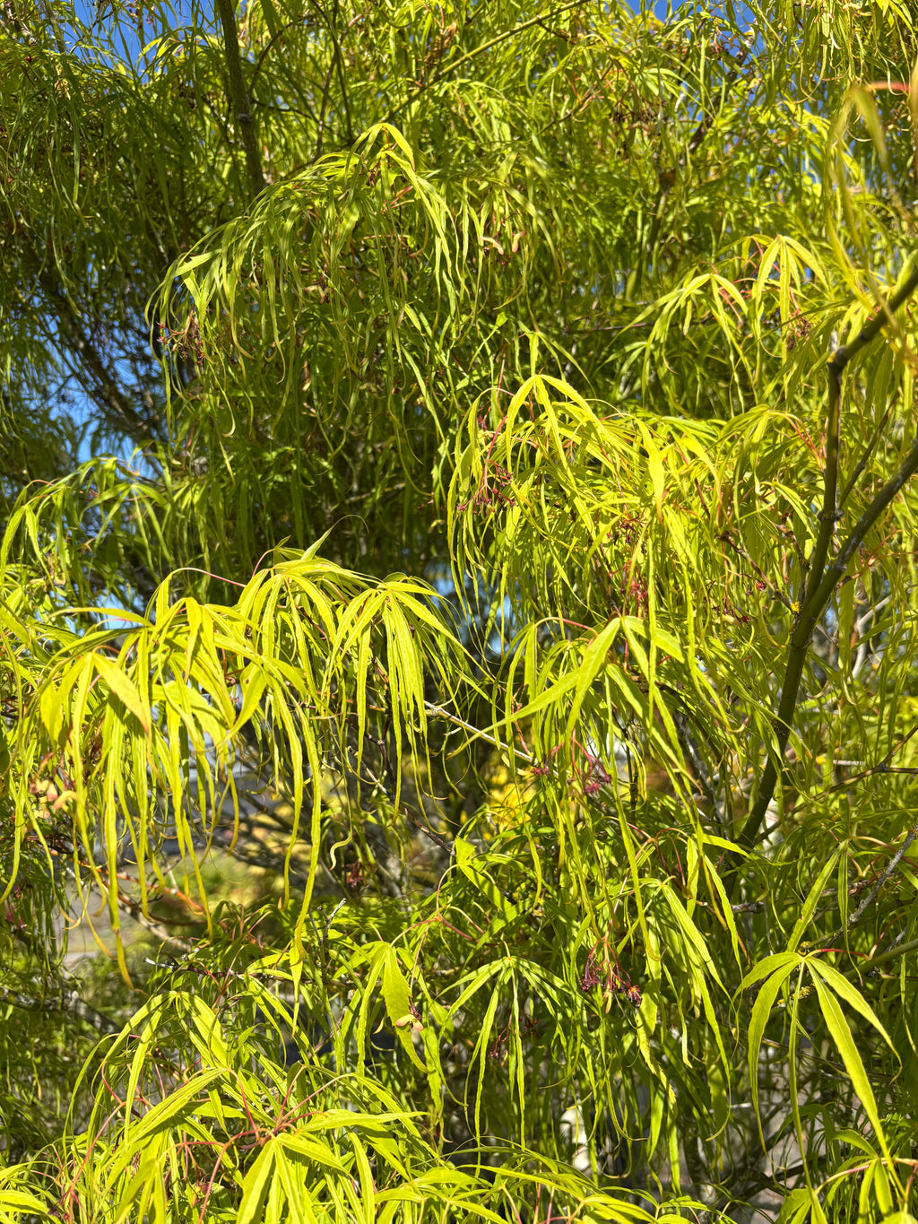 Acer Palmatum 'Koto-No-Ito'
