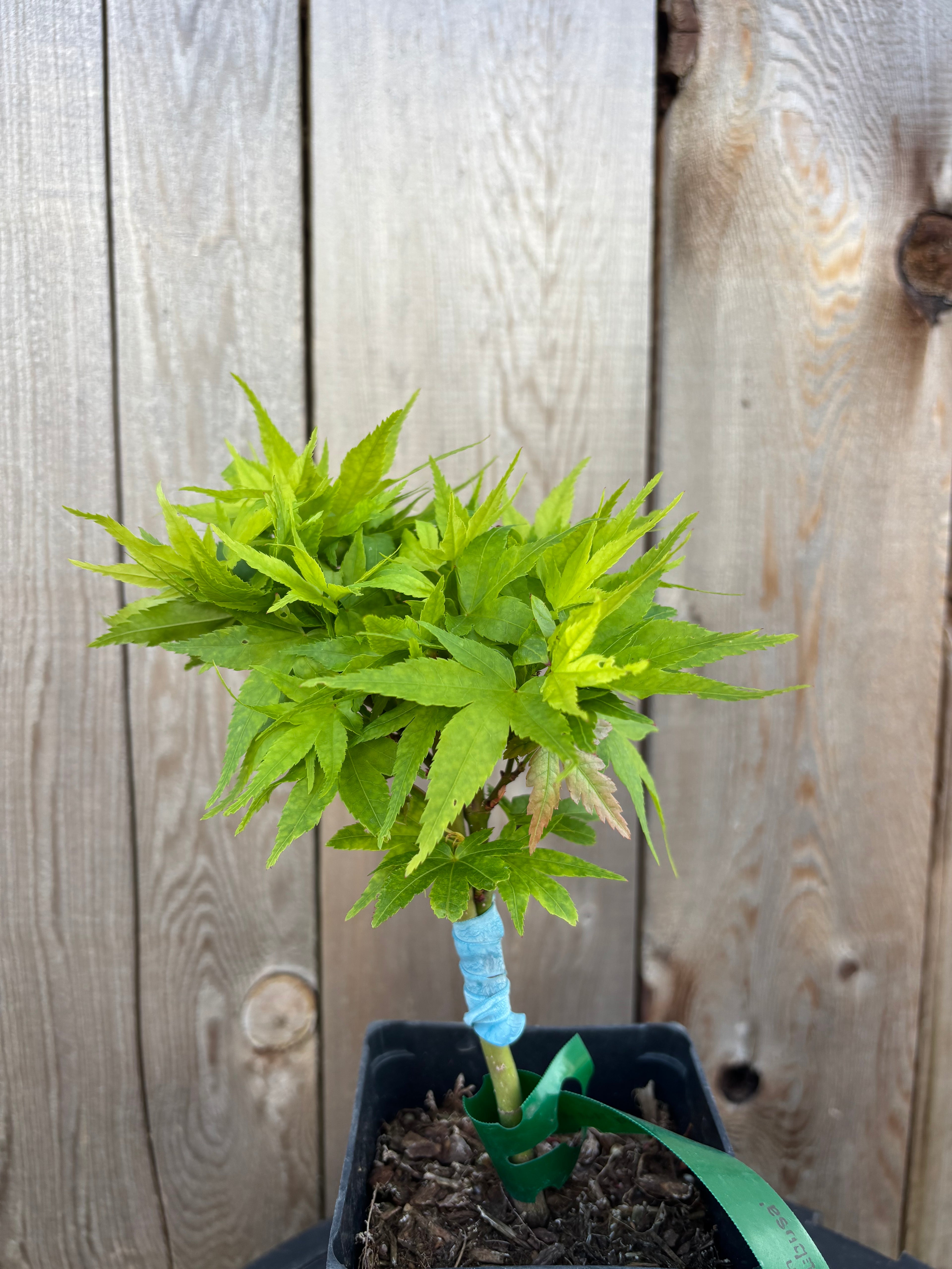 Acer Palmatum ‘Mikawa Yatsubusa’