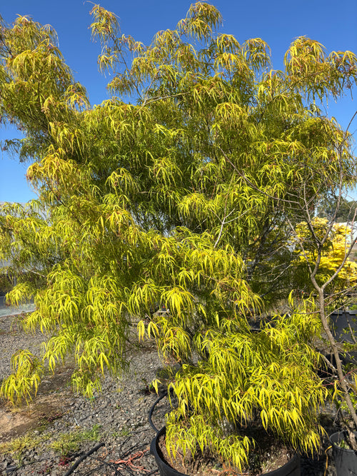 Acer Palmatum 'Koto-No-Ito'