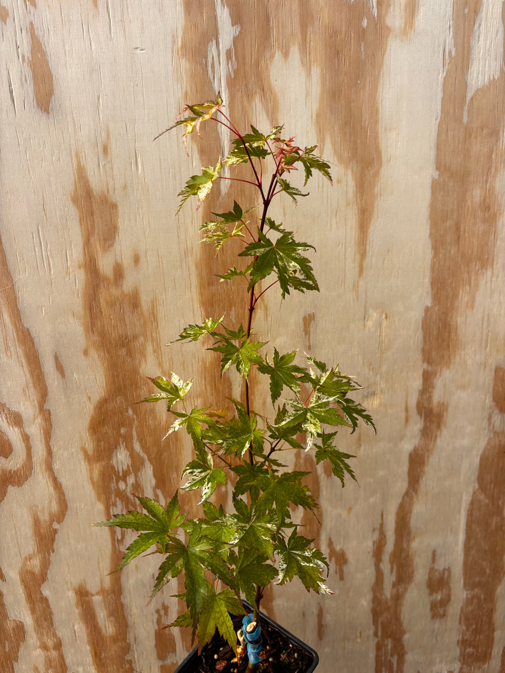 Acer Palmatum ‘Ori Zuru’
