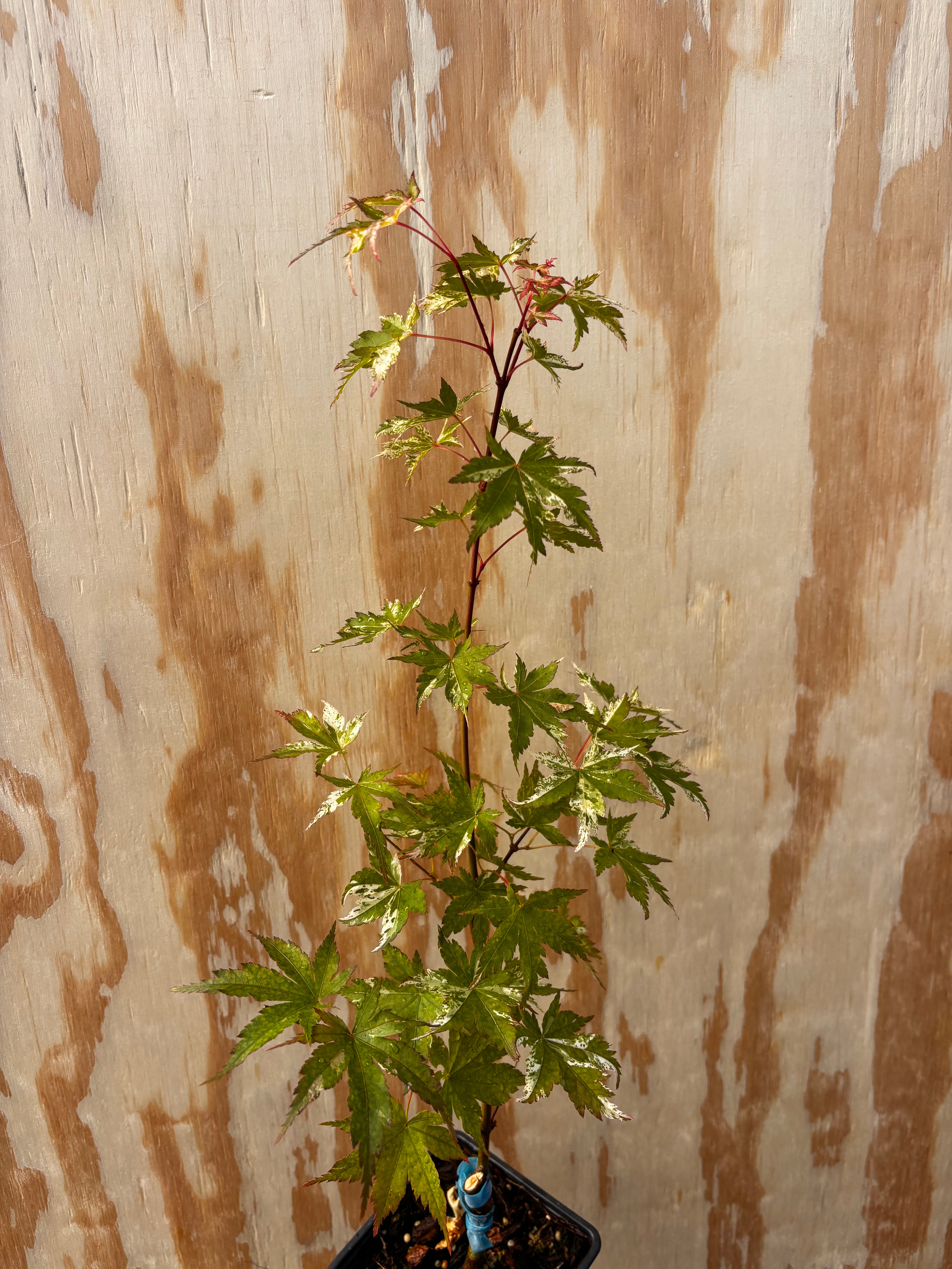 Acer Palmatum ‘Ori Zuru’